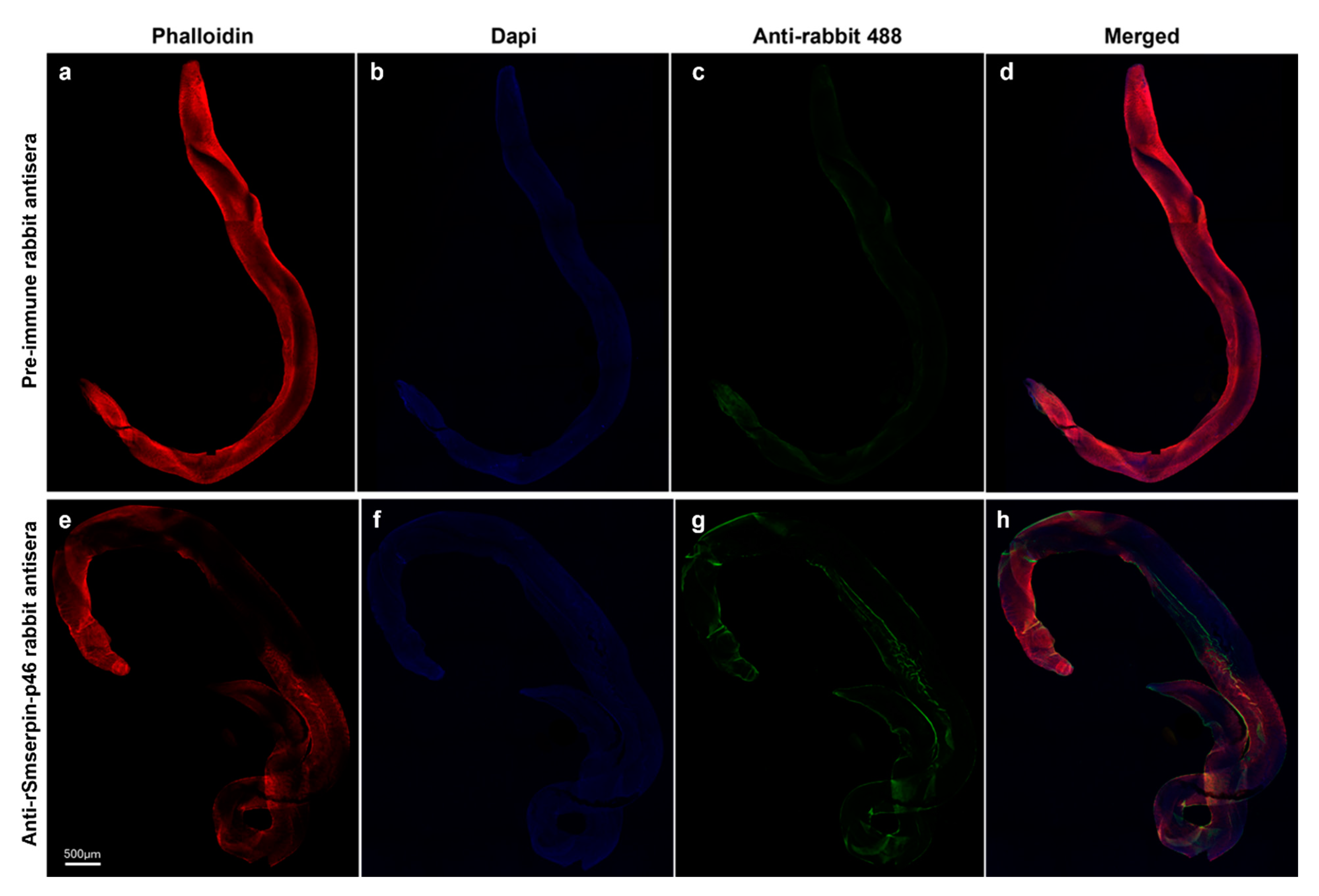 Microorganisms 12 01164 g005