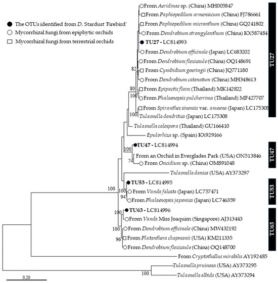 Orchid Mycorrhizal Association of Cultivated Dendrobium Hybrid and ...