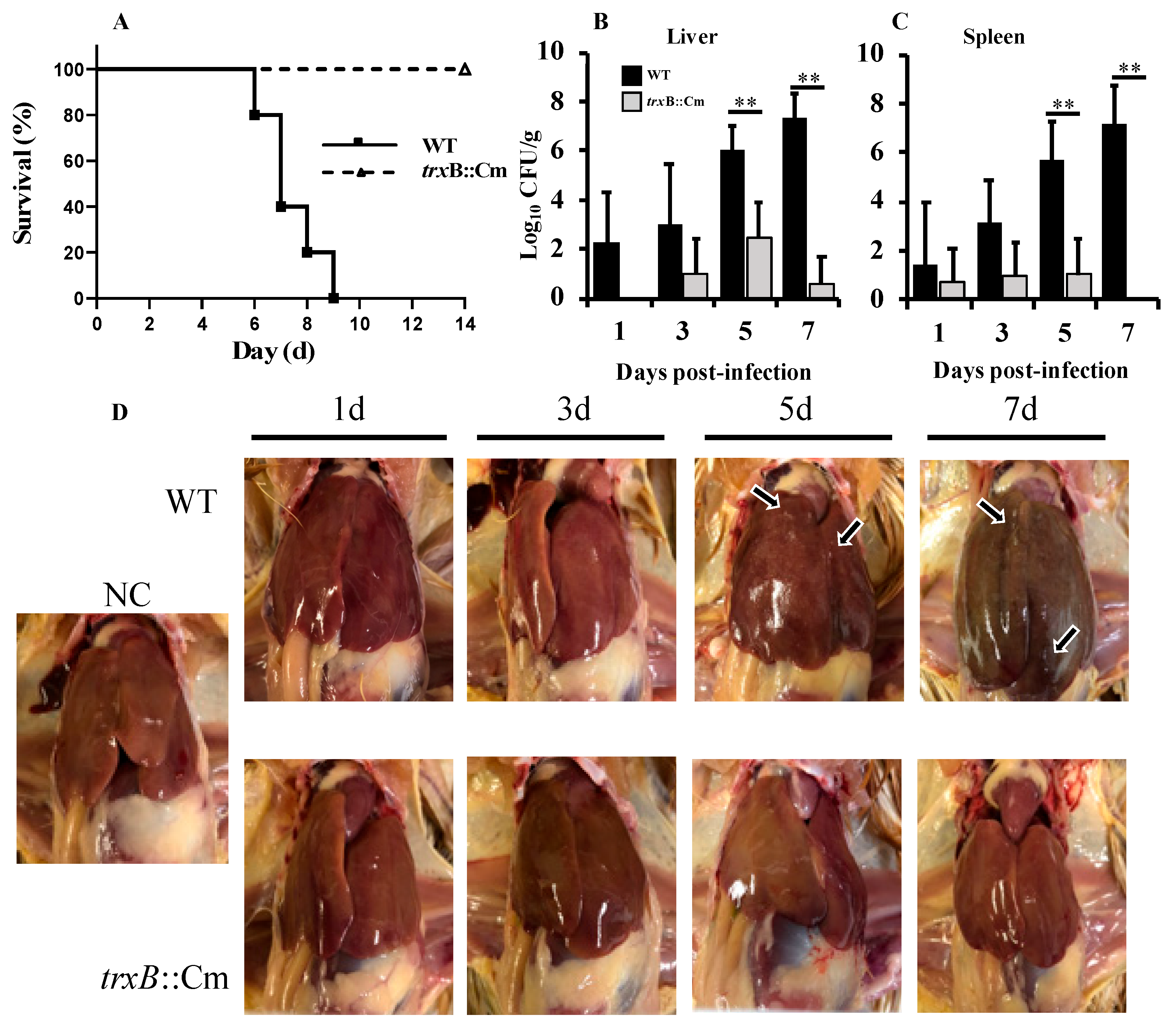 Microorganisms 12 01180 g003
