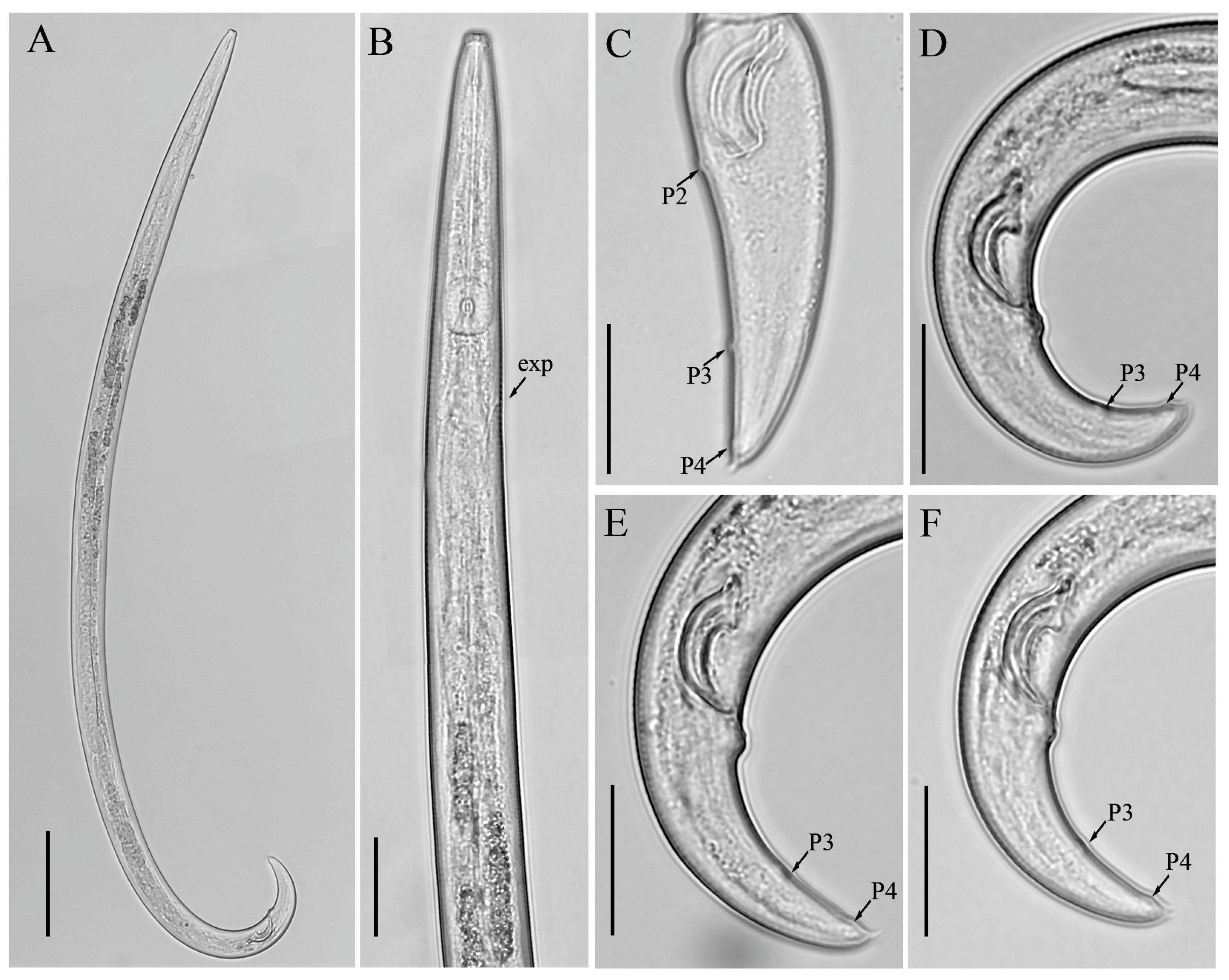 Microorganisms 12 01187 g003