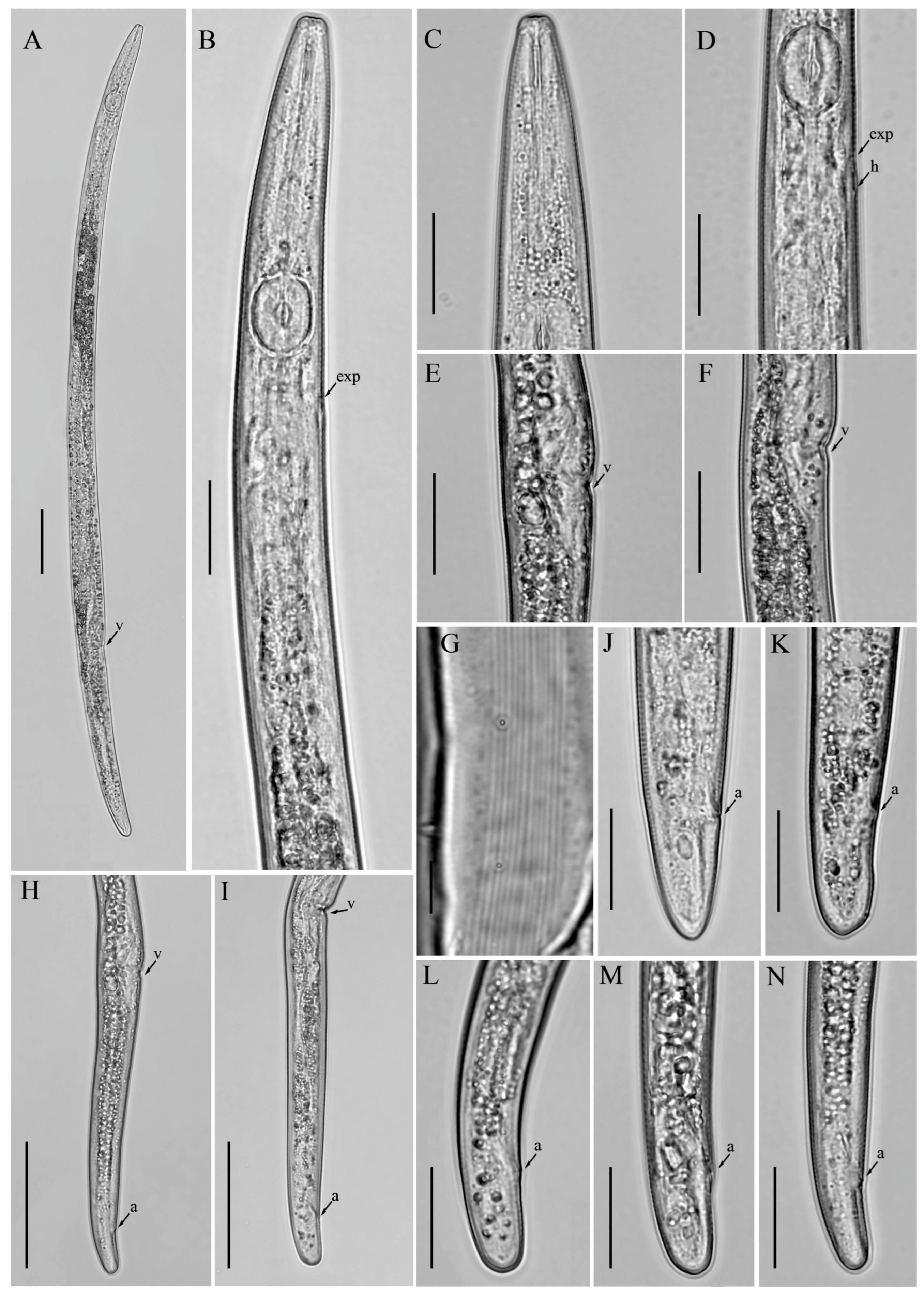 Microorganisms 12 01187 g005