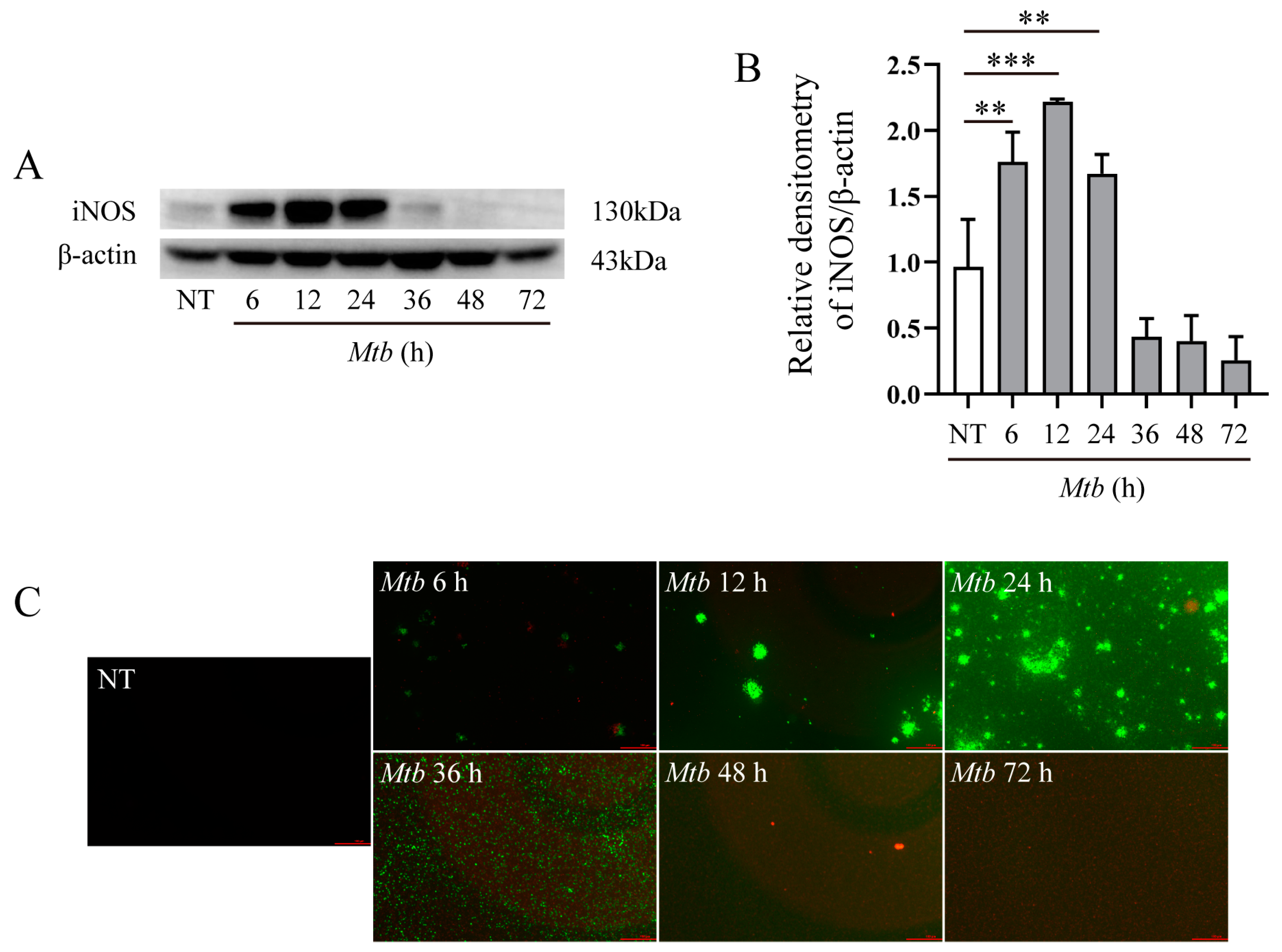 Microorganisms 12 01191 g001
