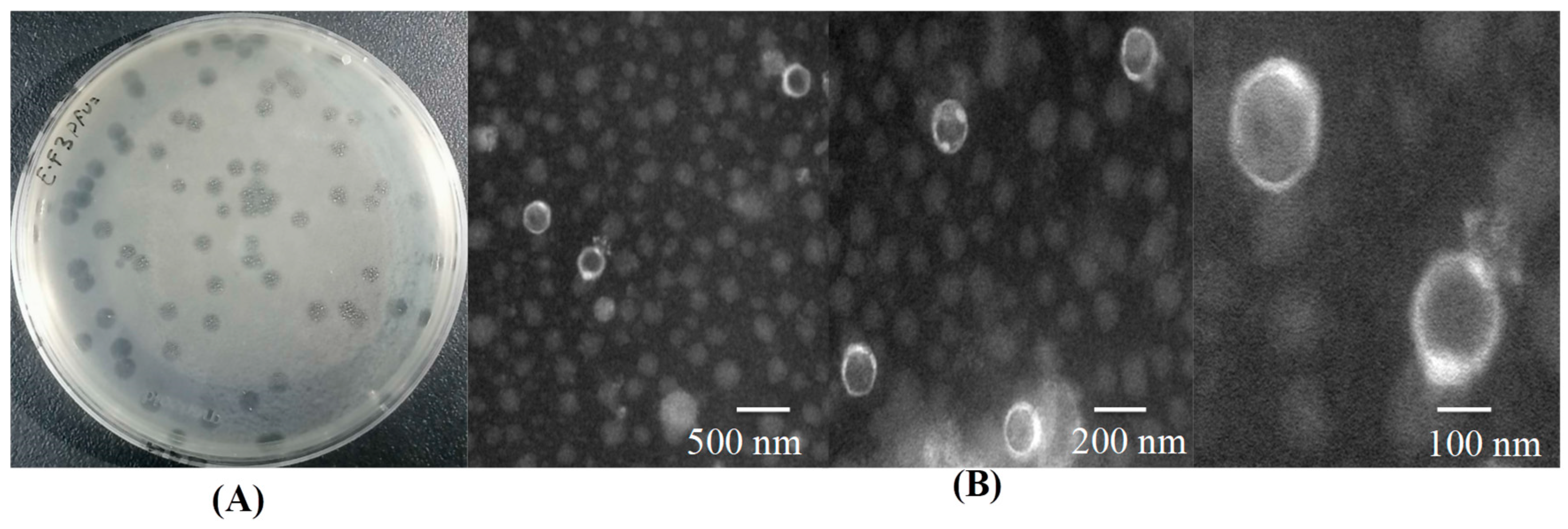 Microorganisms 12 01202 g001