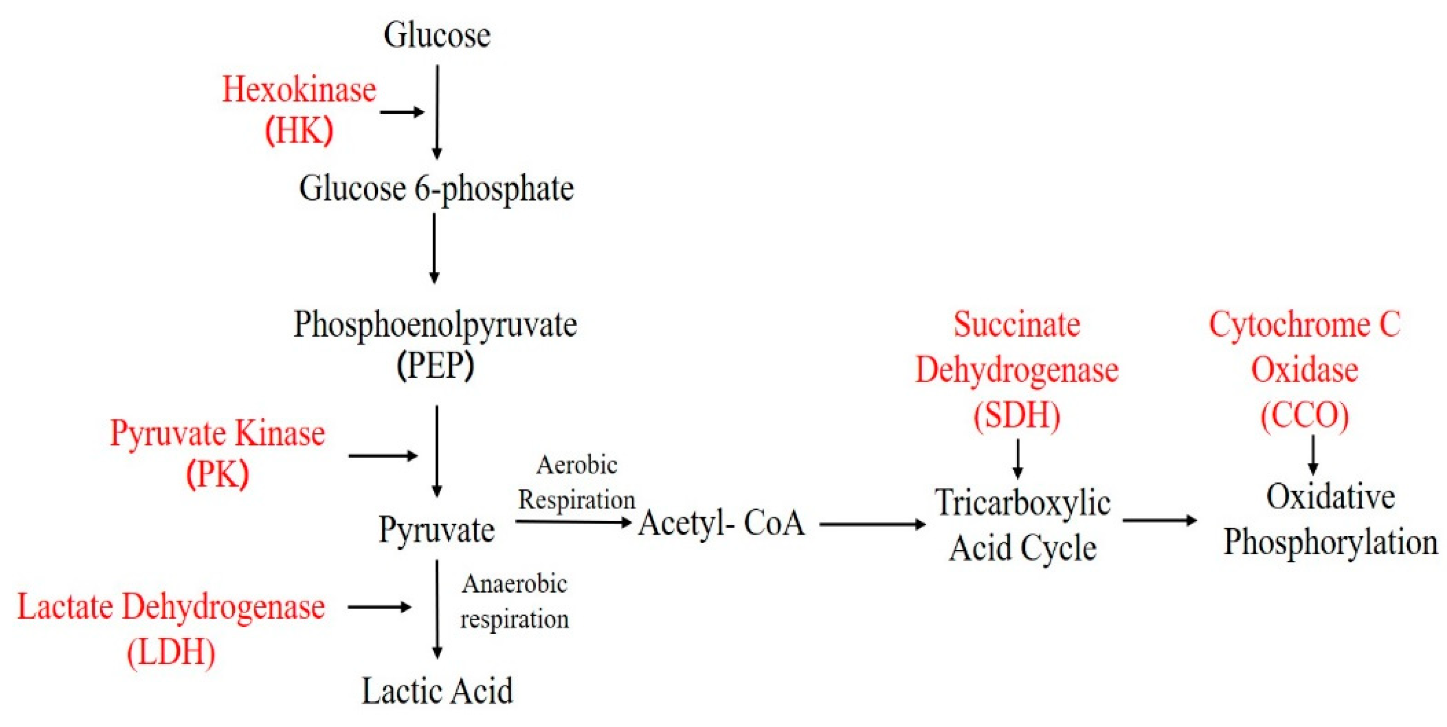 Microorganisms 12 01208 g002
