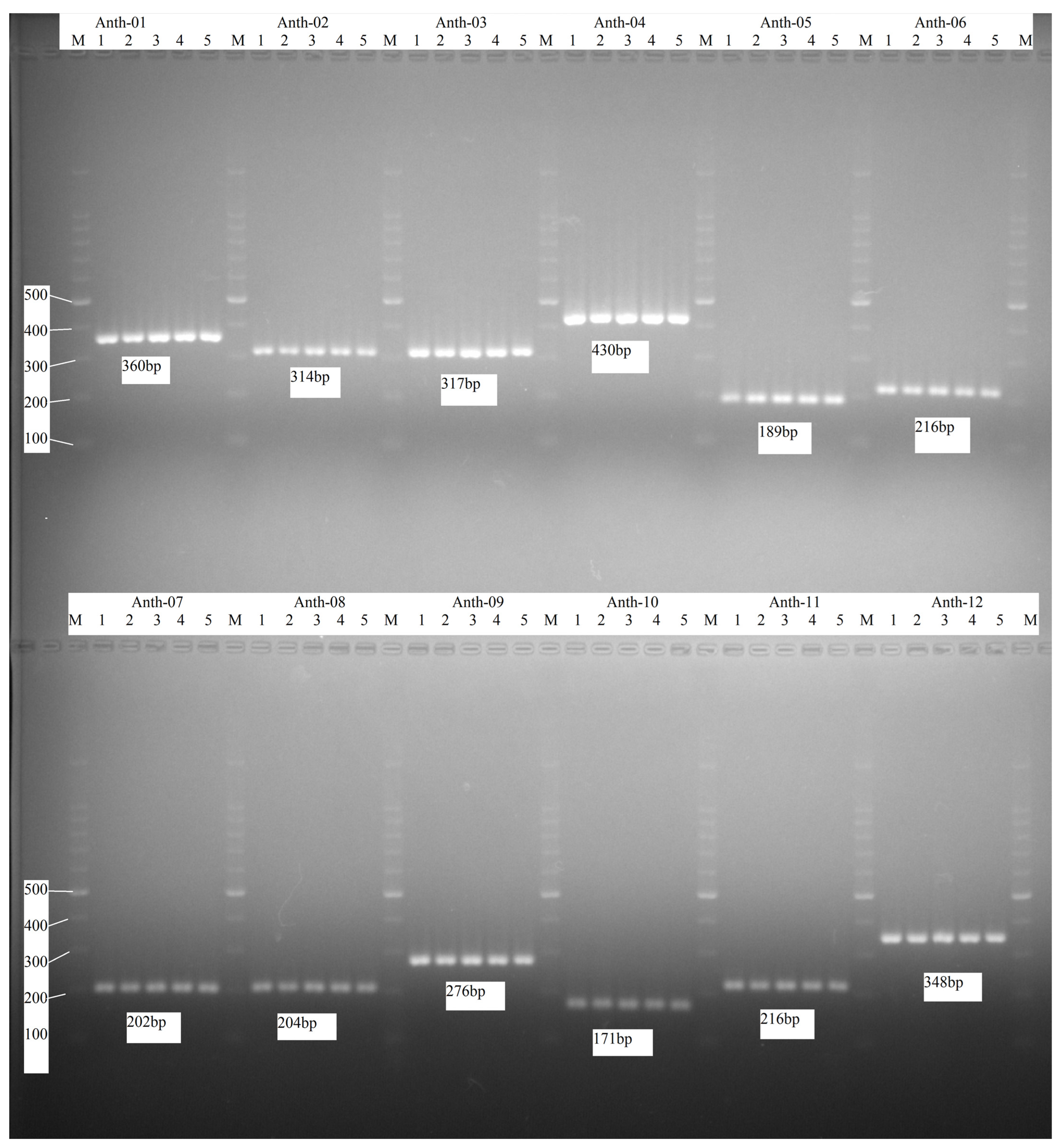 Microorganisms 12 01211 g001