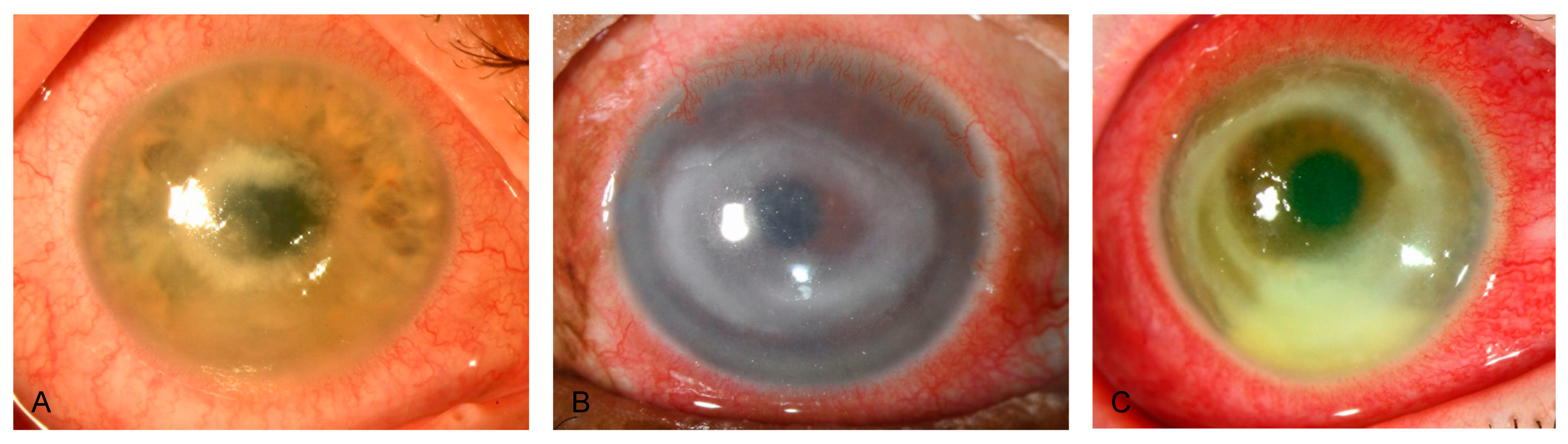 Microorganisms 12 01214 g003 Microorganisms 12 01214 g003