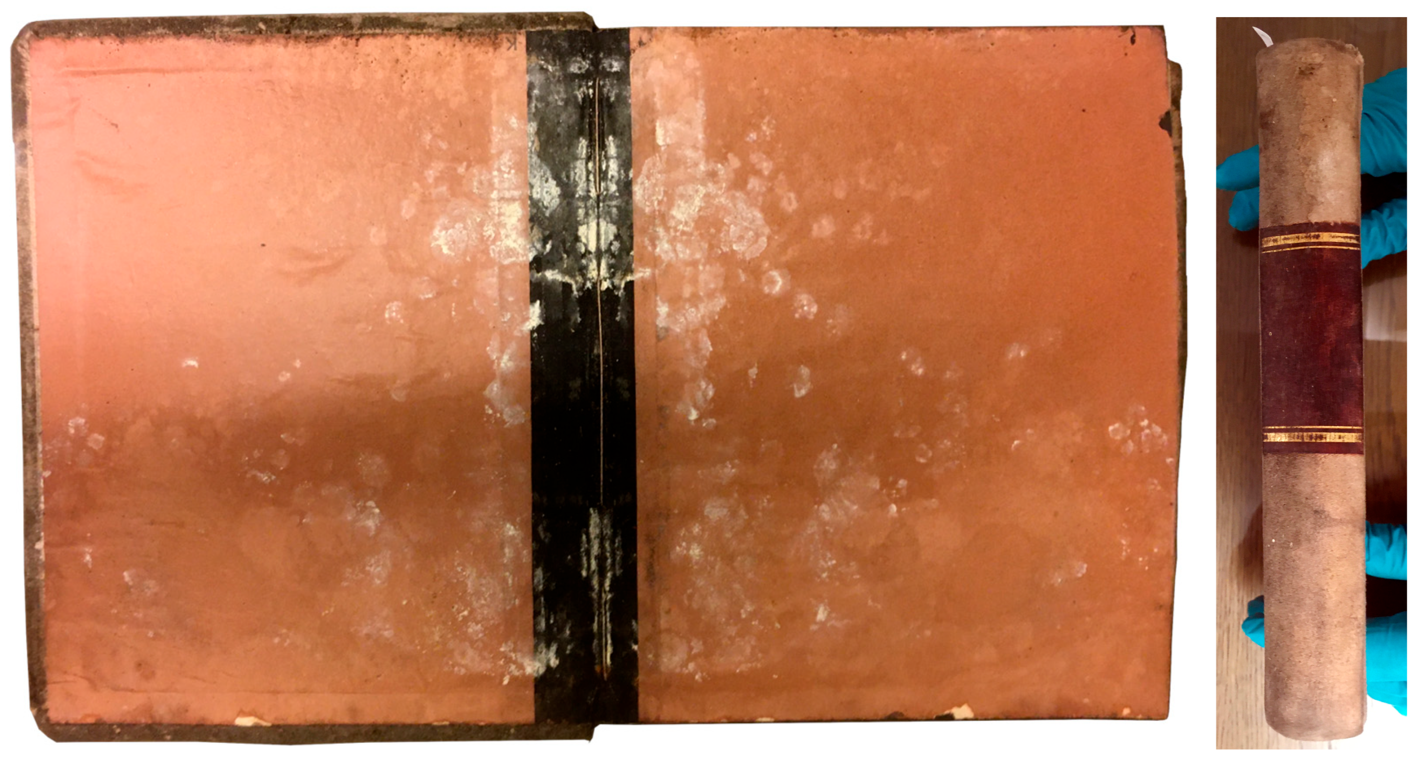 Microorganisms 12 01215 g008