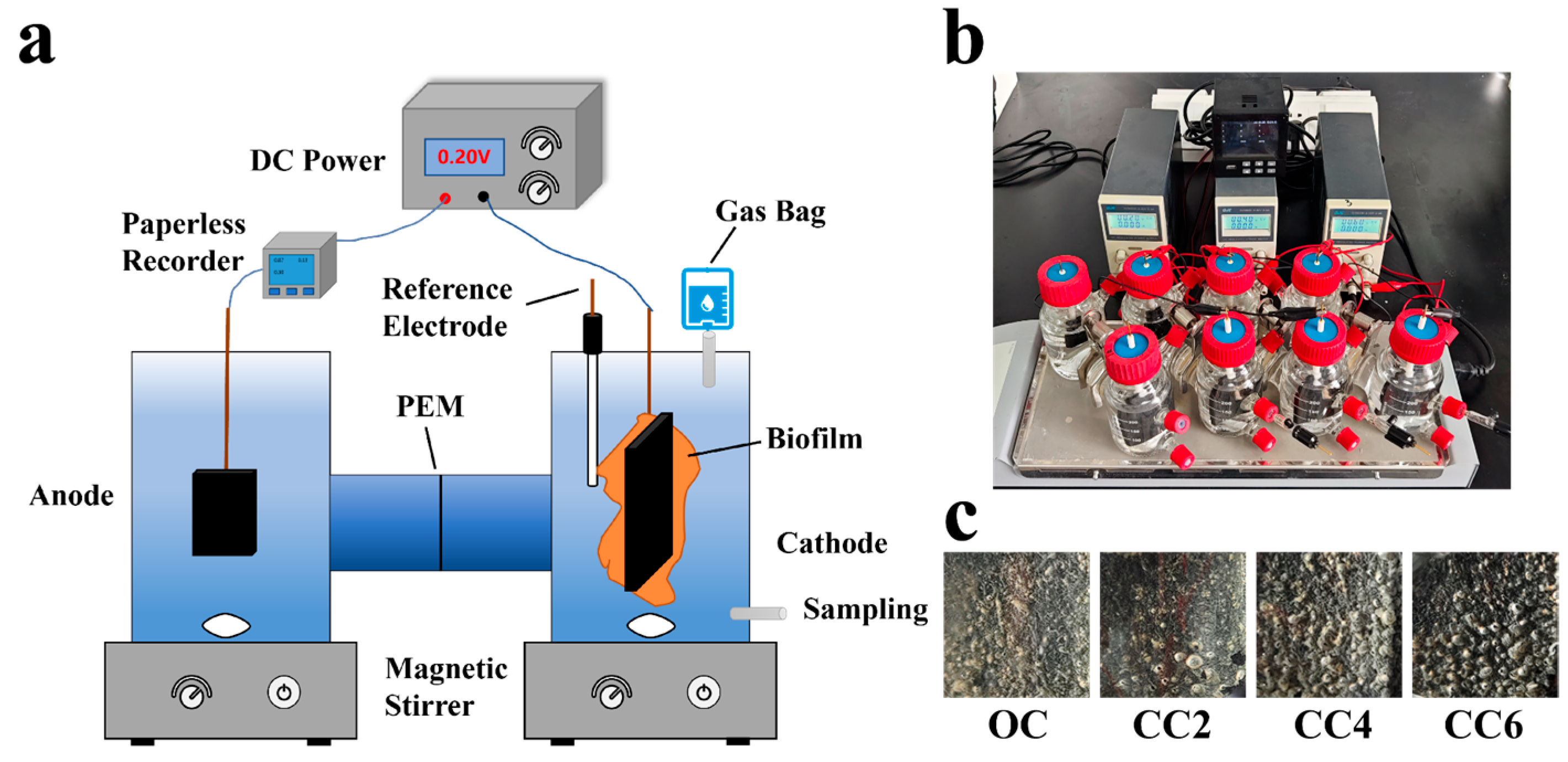Microorganisms 12 01218 g001