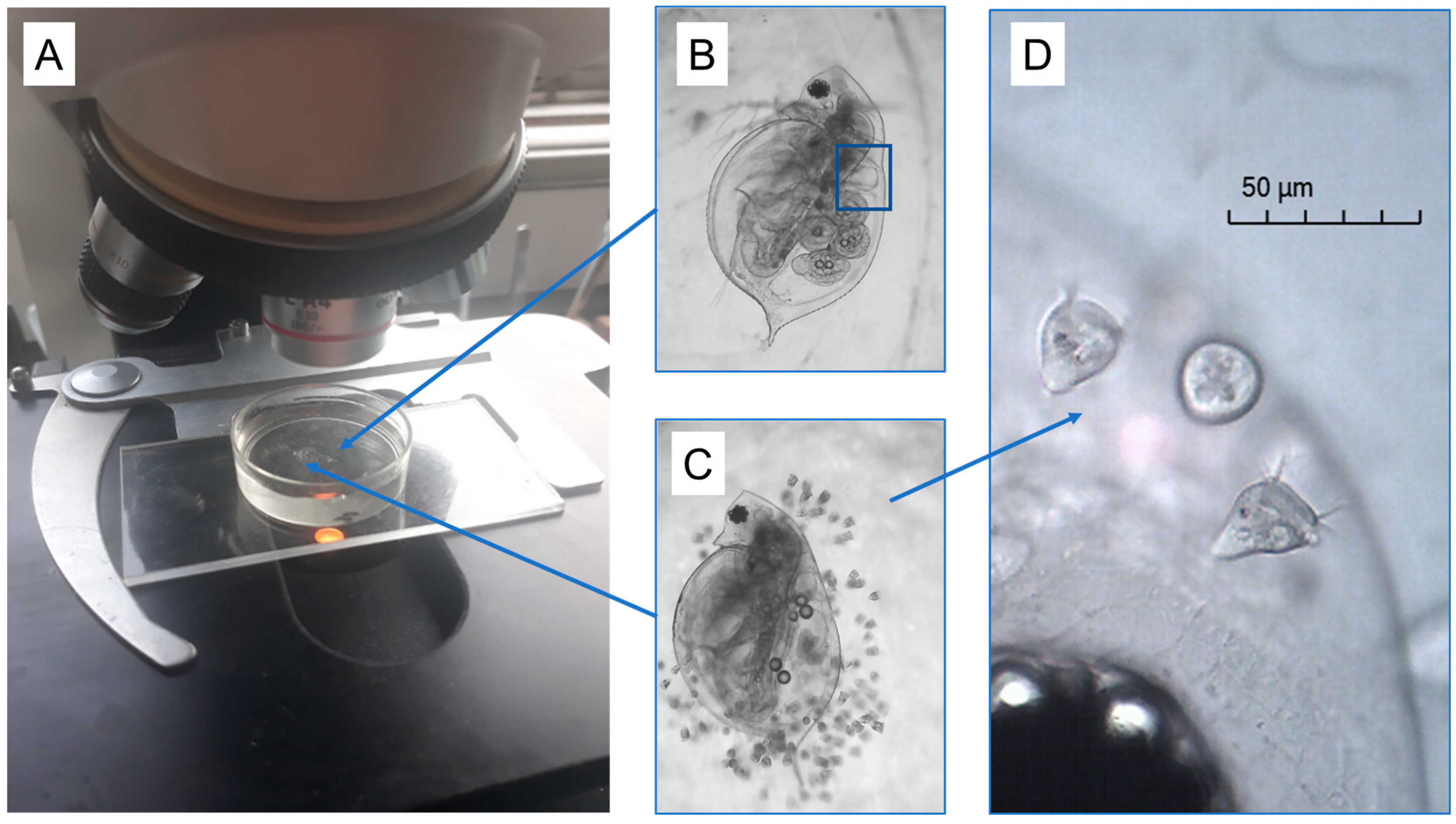Microorganisms 12 01219 g001