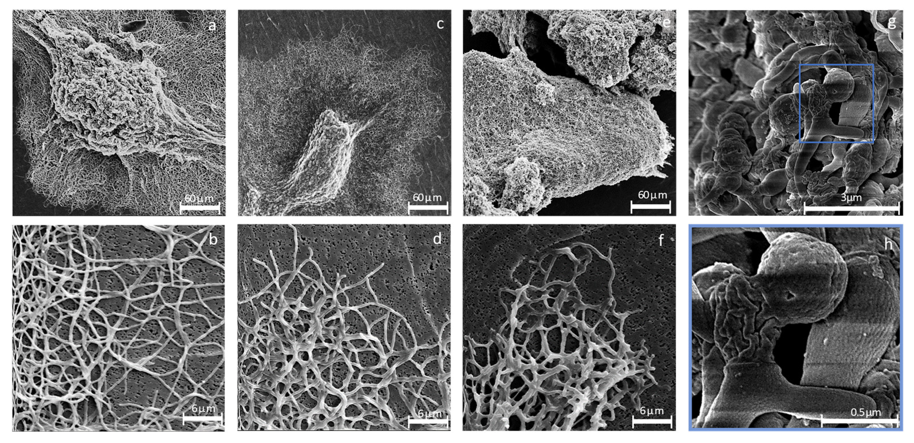 Microorganisms 12 01241 g002