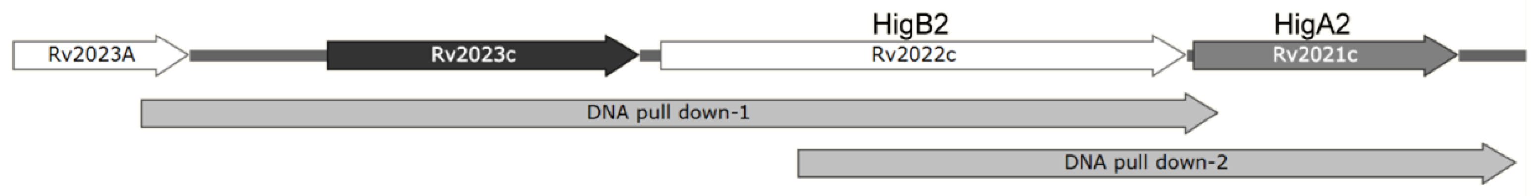 Microorganisms 12 01244 g006 Microorganisms 12 01244 g006