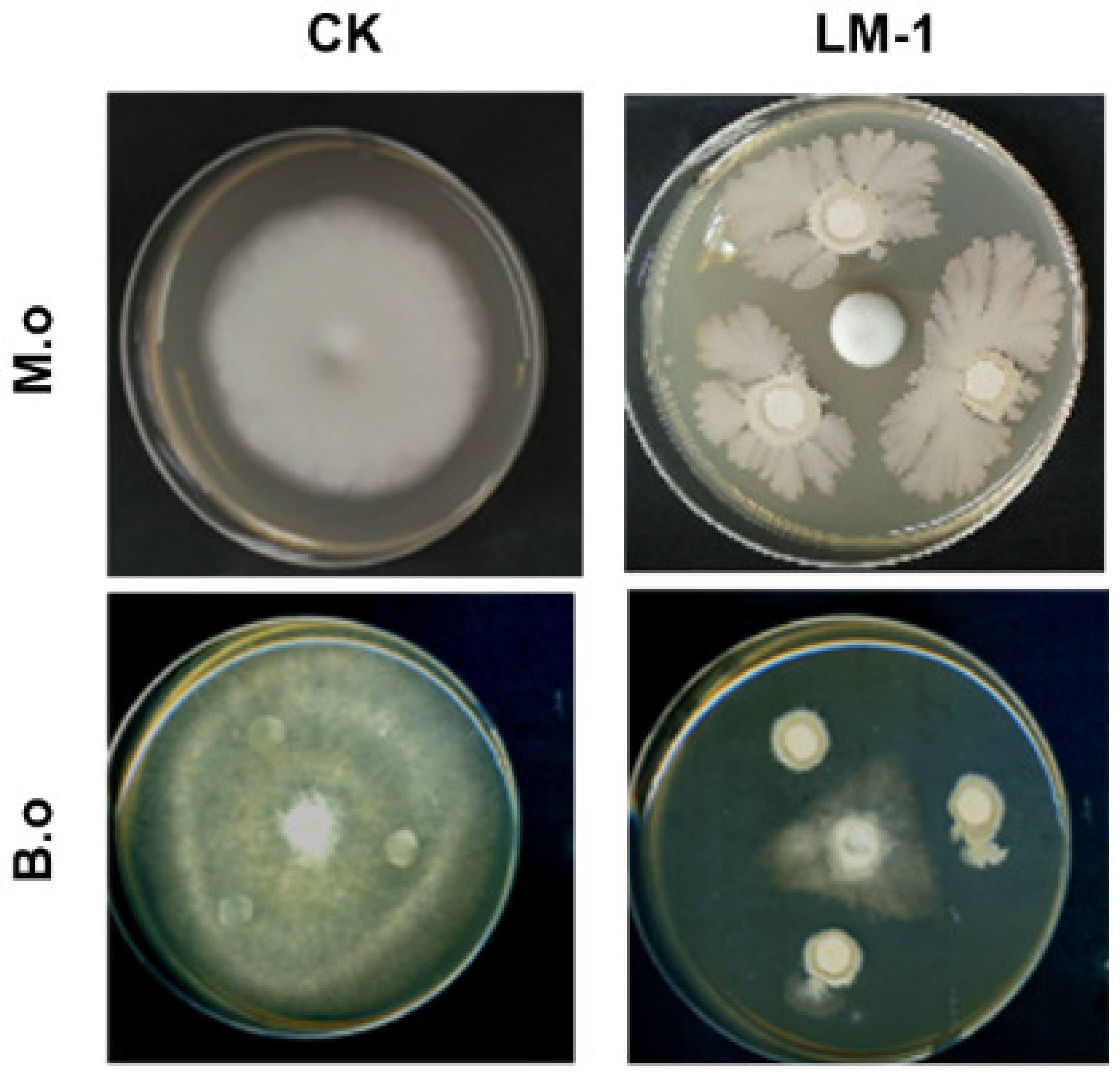 Microorganisms 12 01246 g005