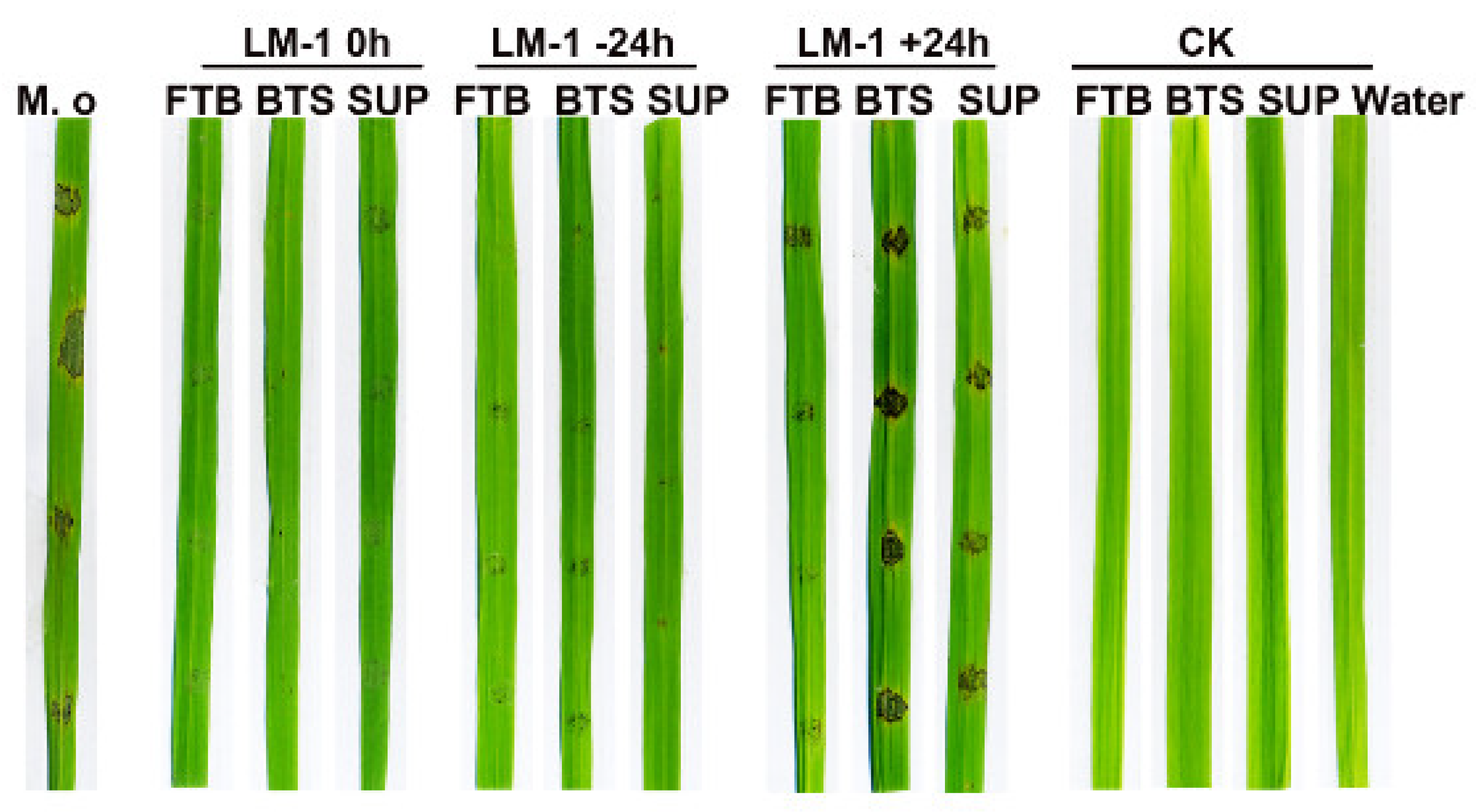 Microorganisms 12 01246 g006