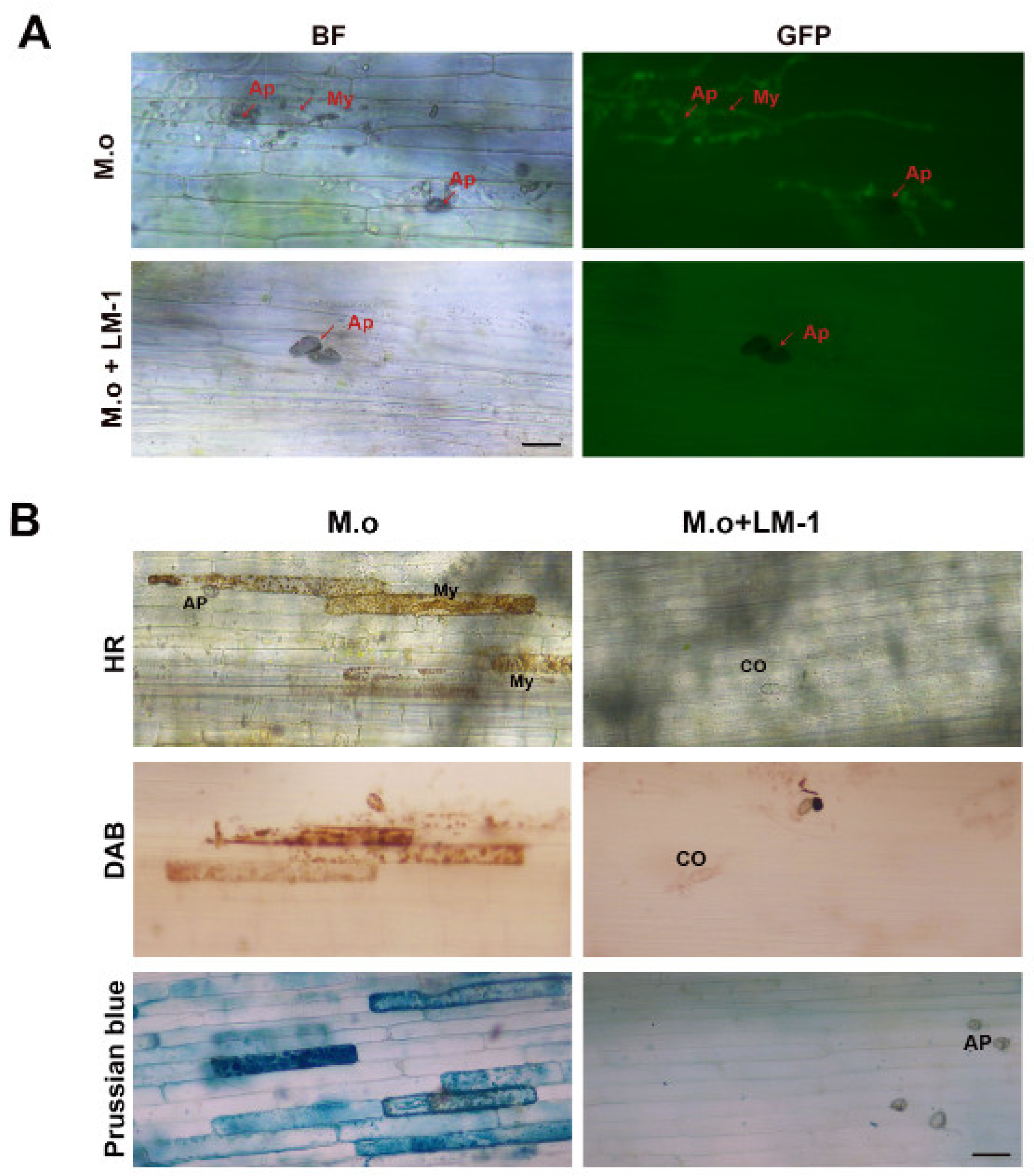 Microorganisms 12 01246 g007