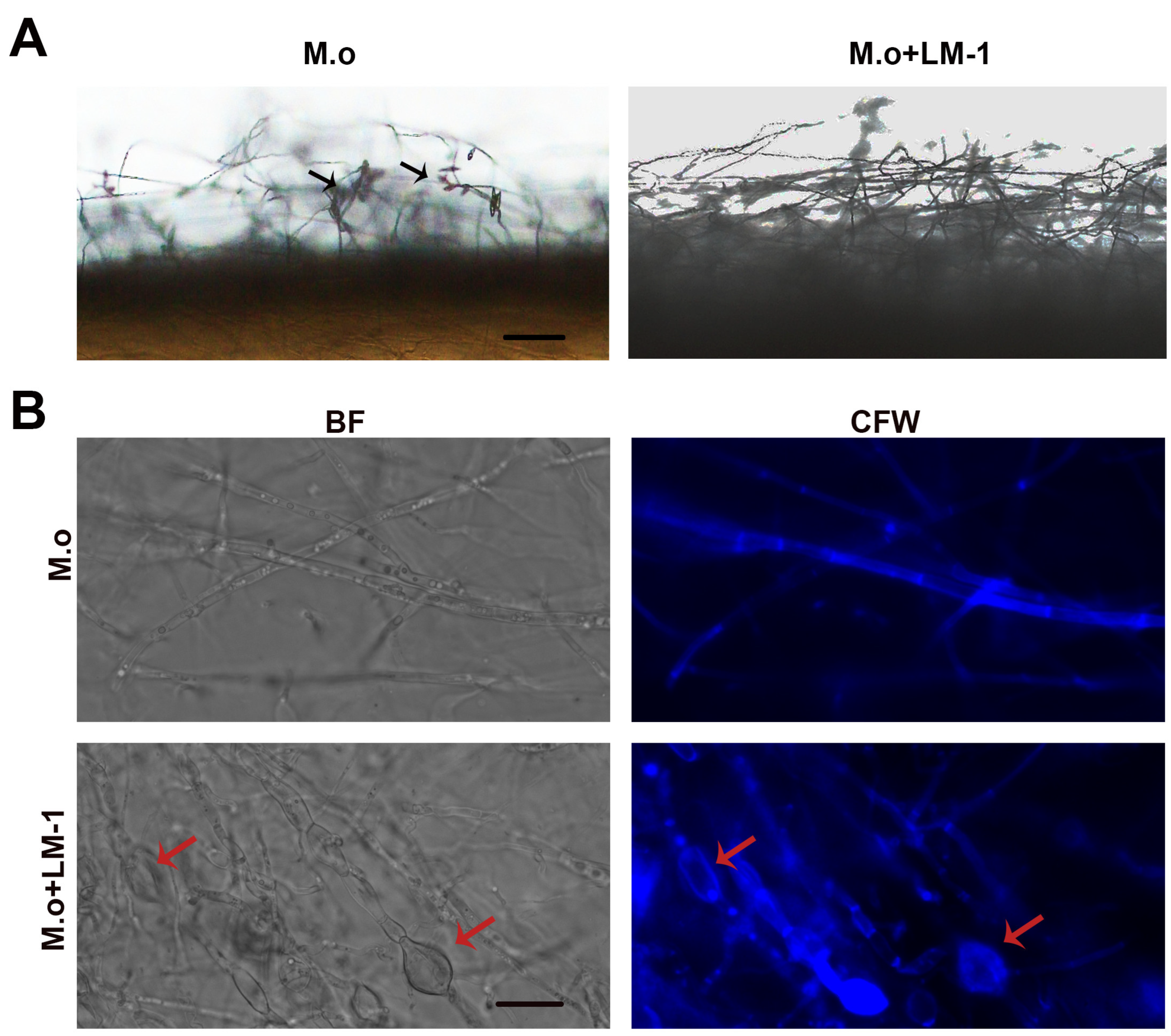 Microorganisms 12 01246 g008