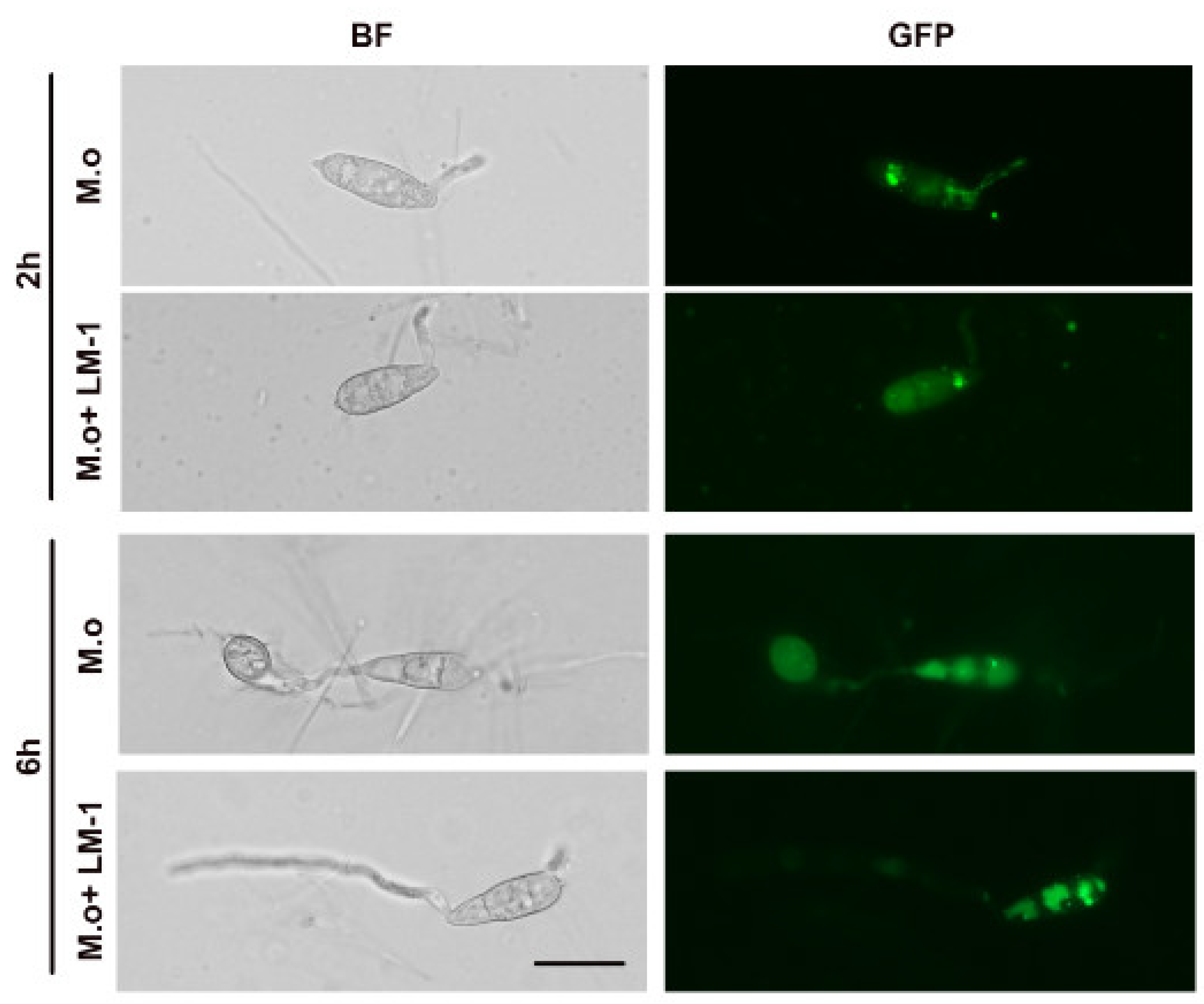 Microorganisms 12 01246 g010