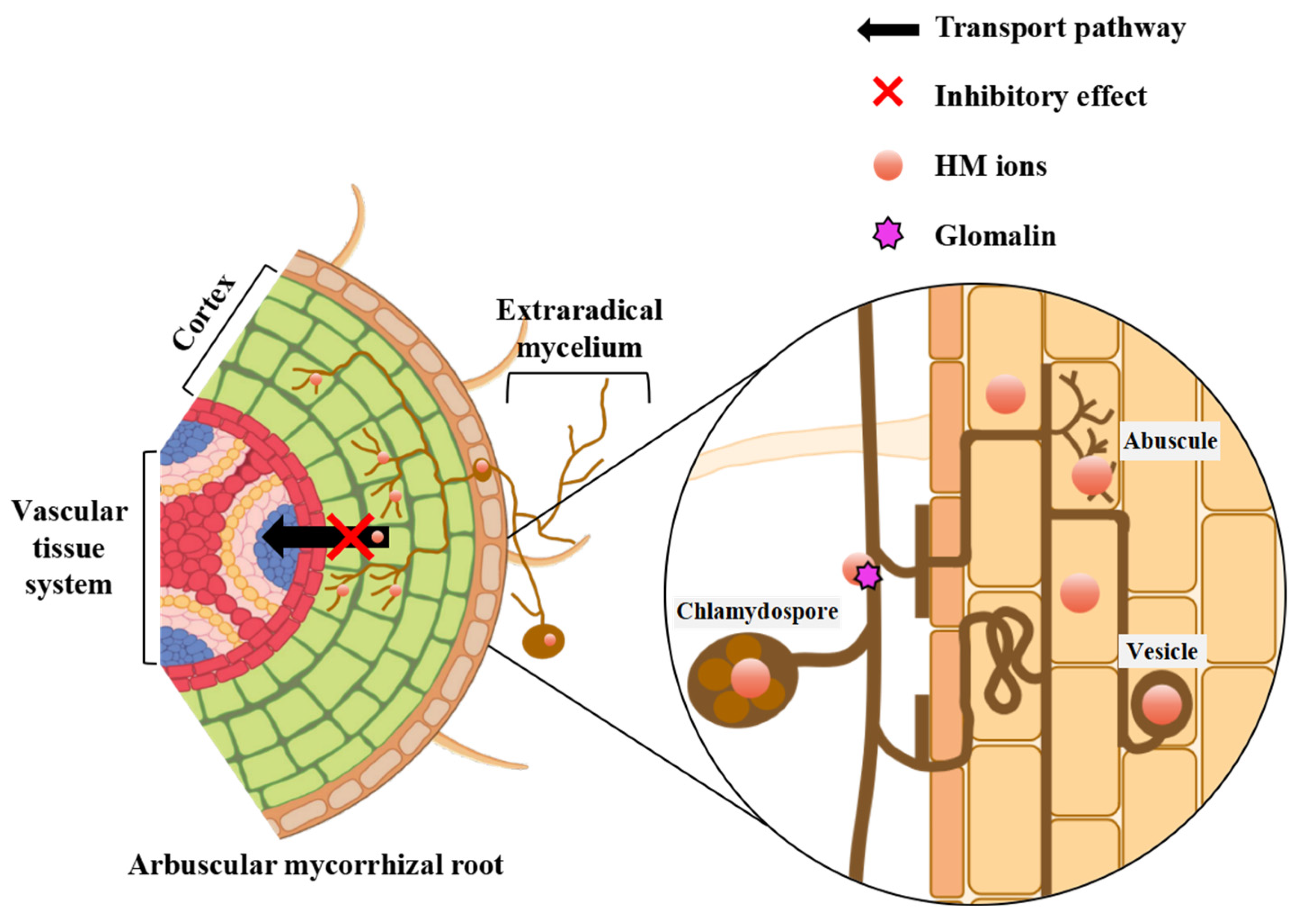 Microorganisms 12 01255 g004