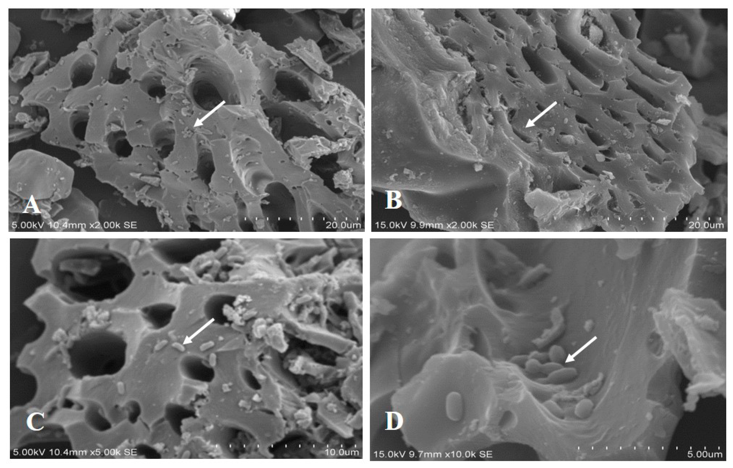 Microorganisms 12 01265 g003 Microorganisms 12 01265 g003