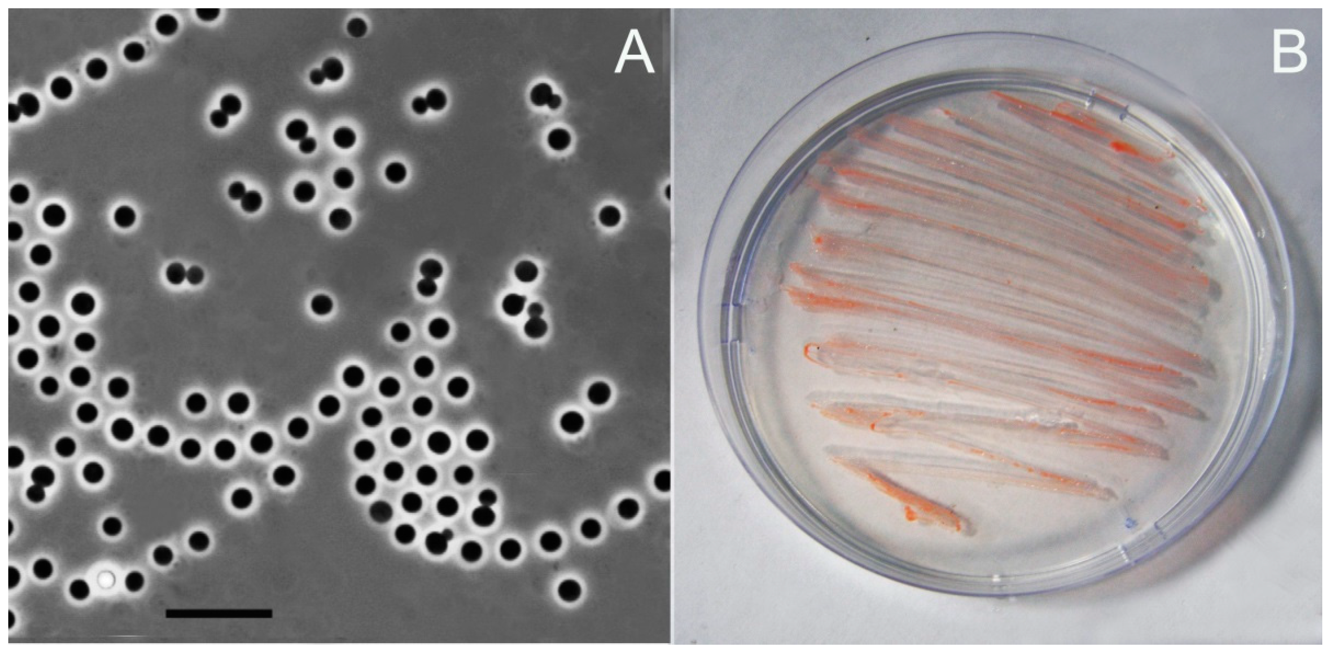 Microorganisms 12 01266 g001