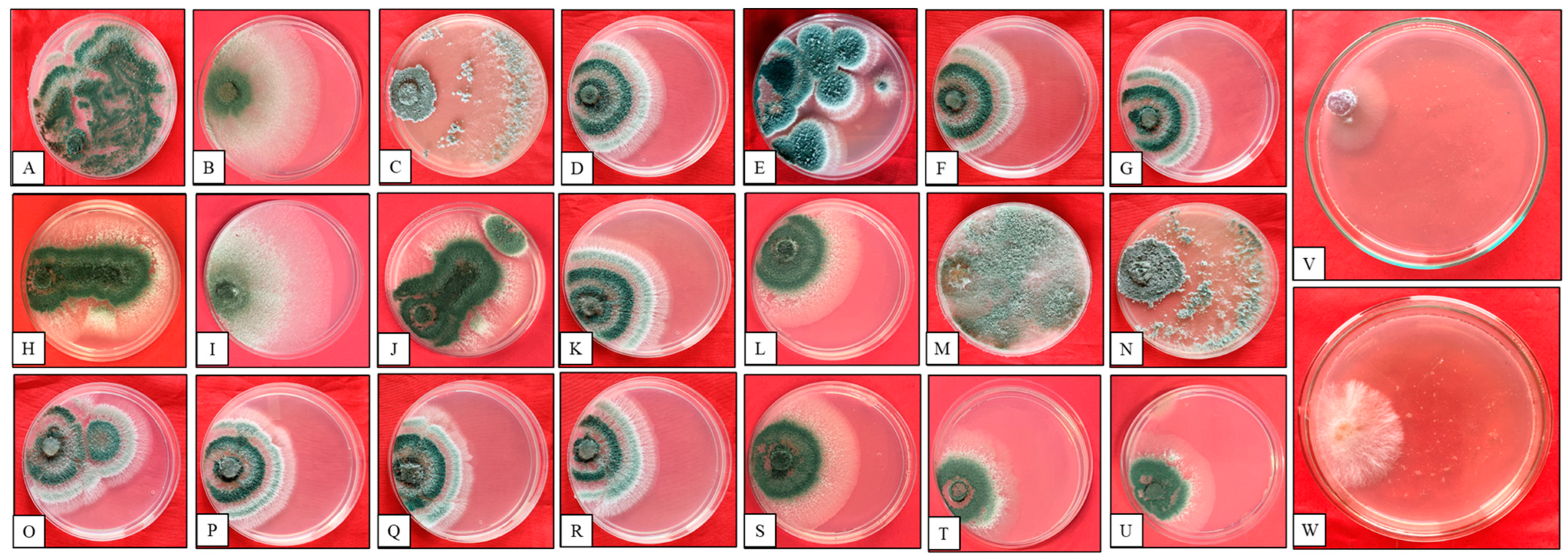 Microorganisms 12 01280 g001