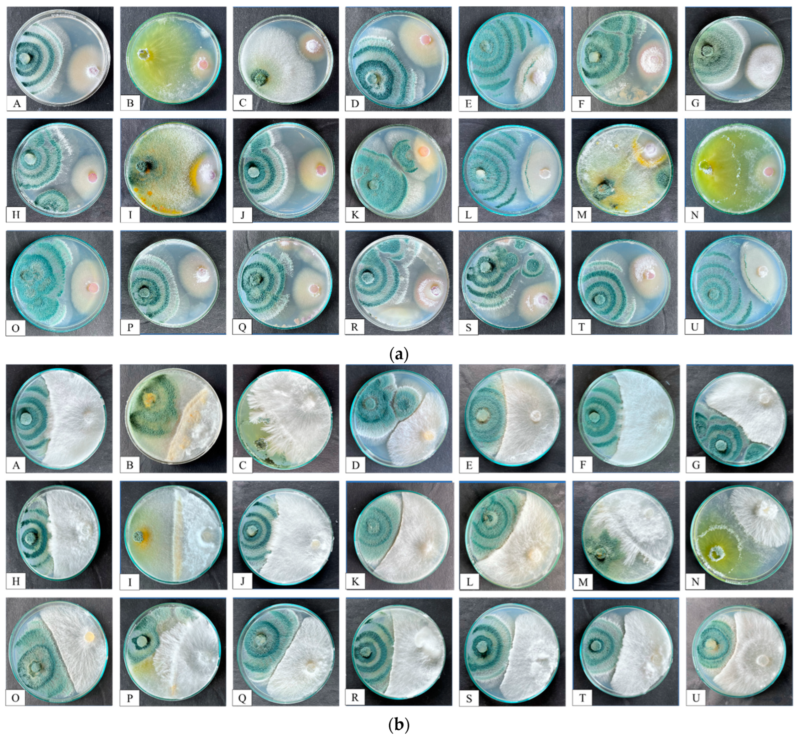 Microorganisms 12 01280 g002
