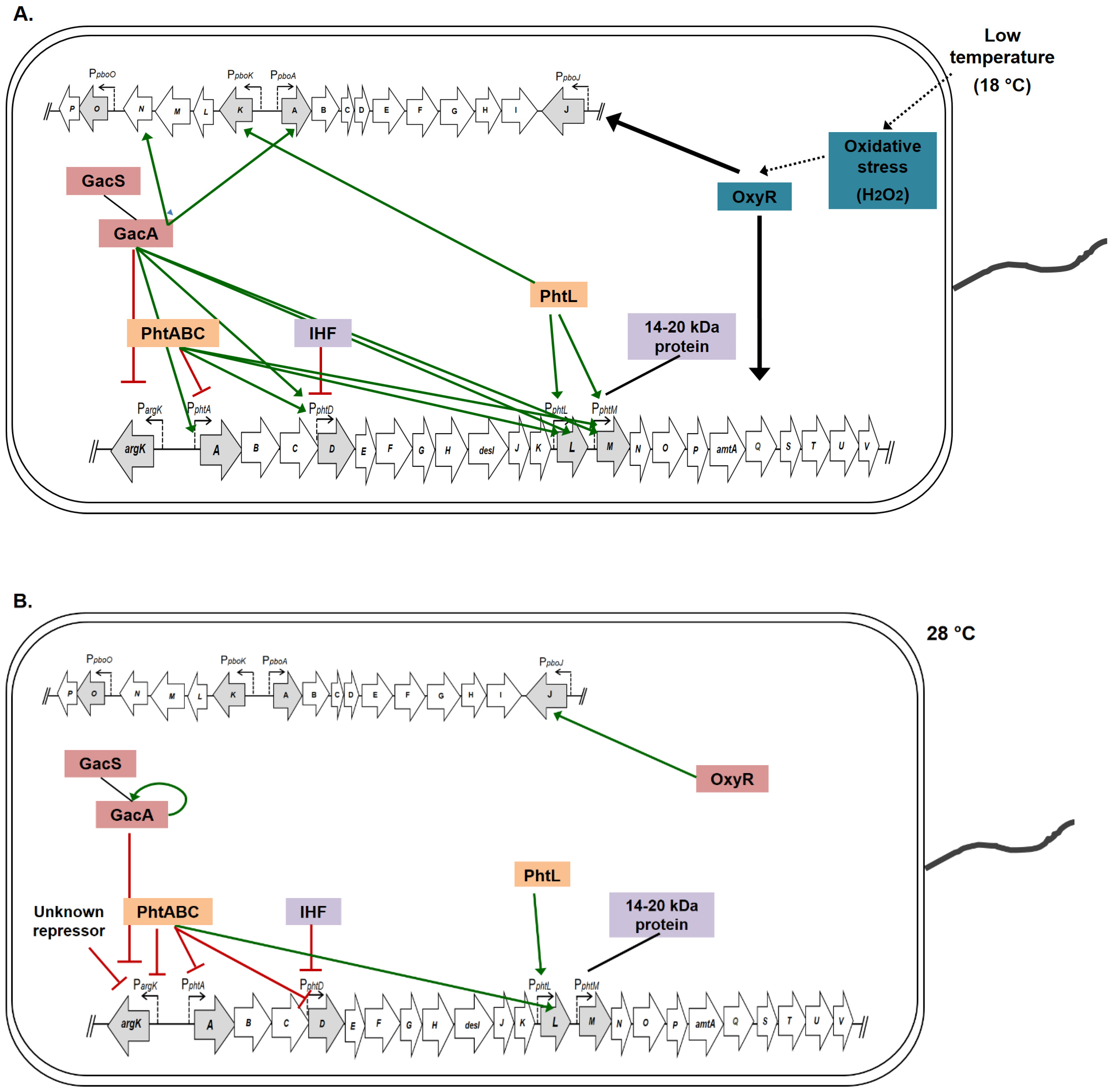 Microorganisms 12 01300 g004