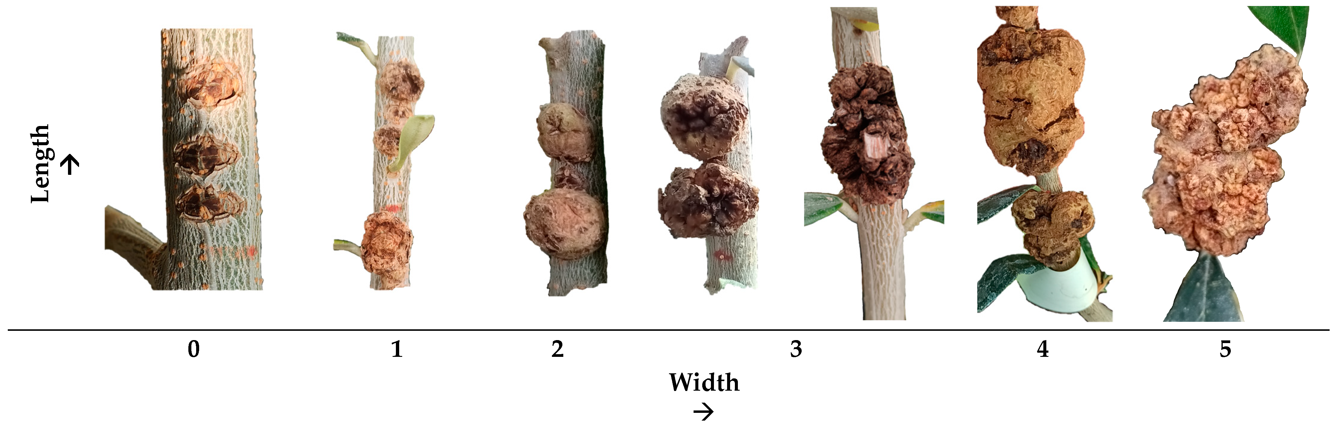 Microorganisms 12 01301 g004