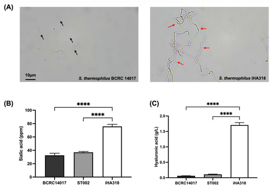 オリジナル作品 Streptococcus thermophilus iHA318 Improves Dry Eye Symptoms