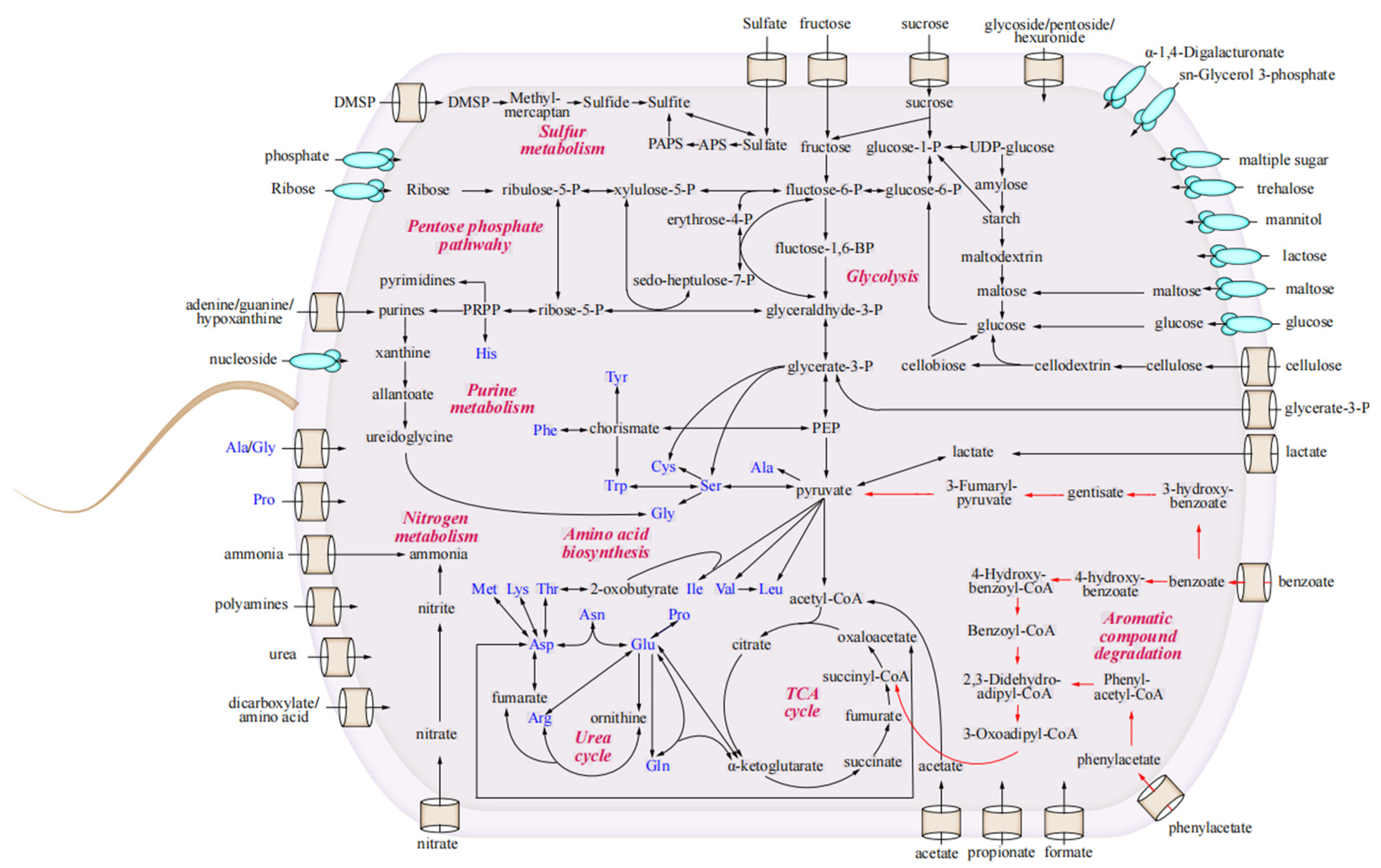 Microorganisms 12 01308 g002