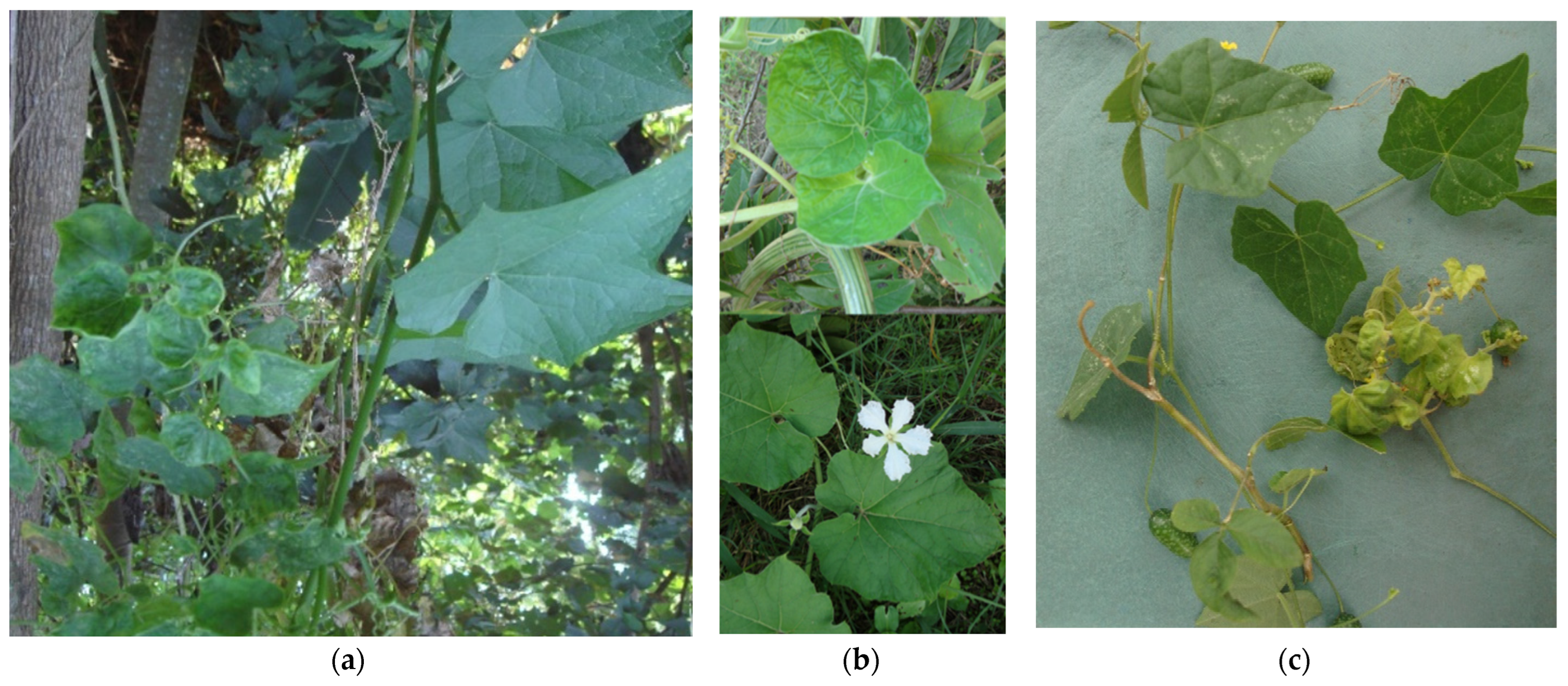 Microorganisms 12 01311 g002