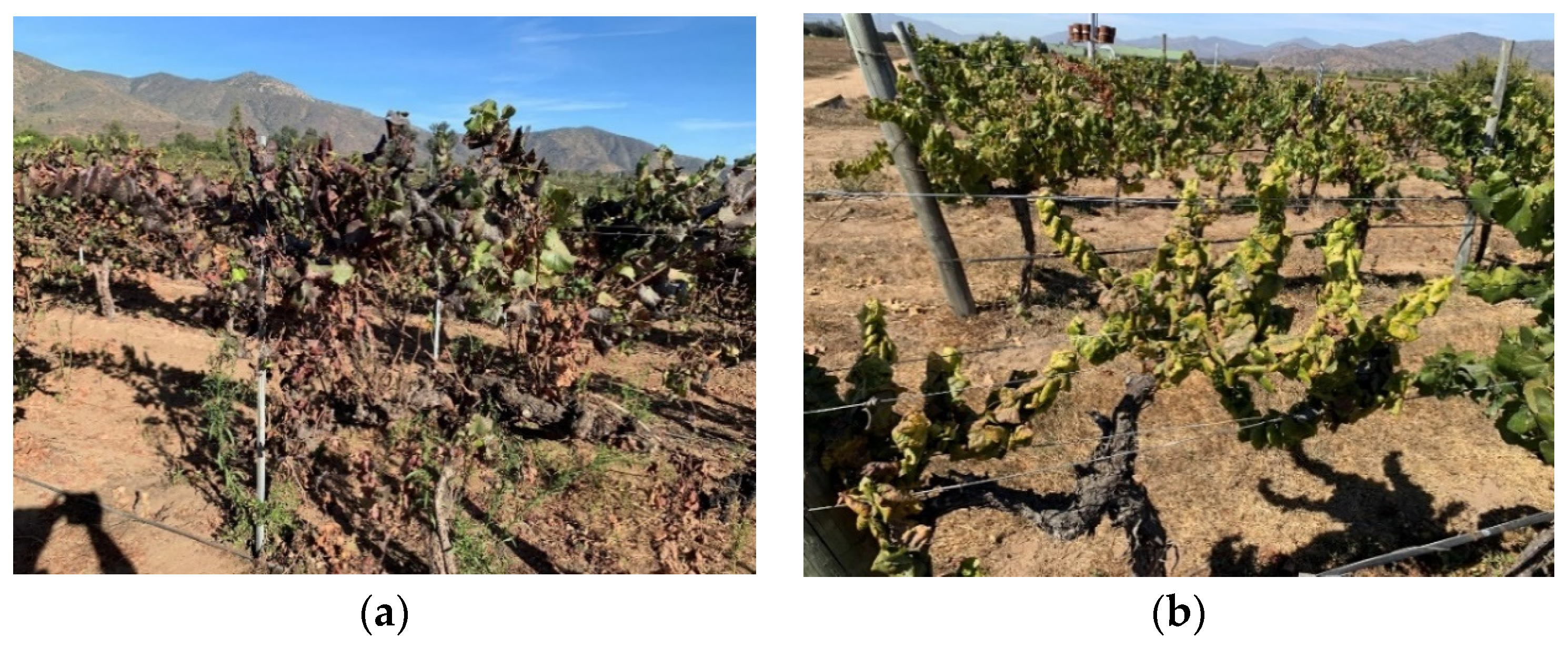 Microorganisms 12 01311 g003