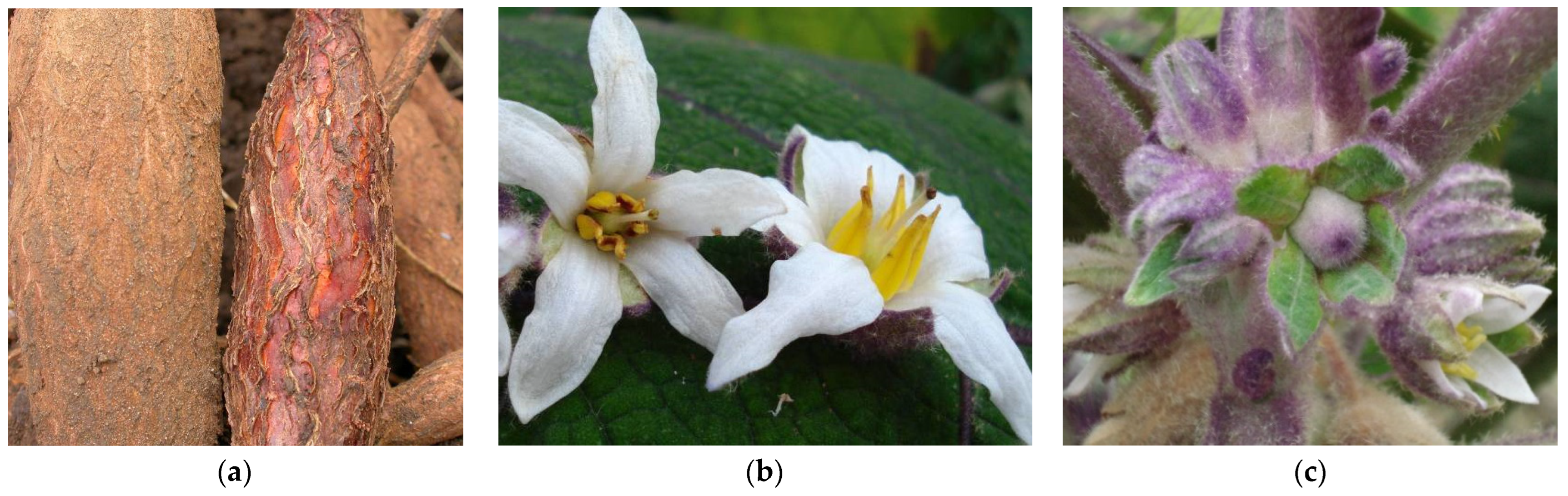 Microorganisms 12 01311 g004