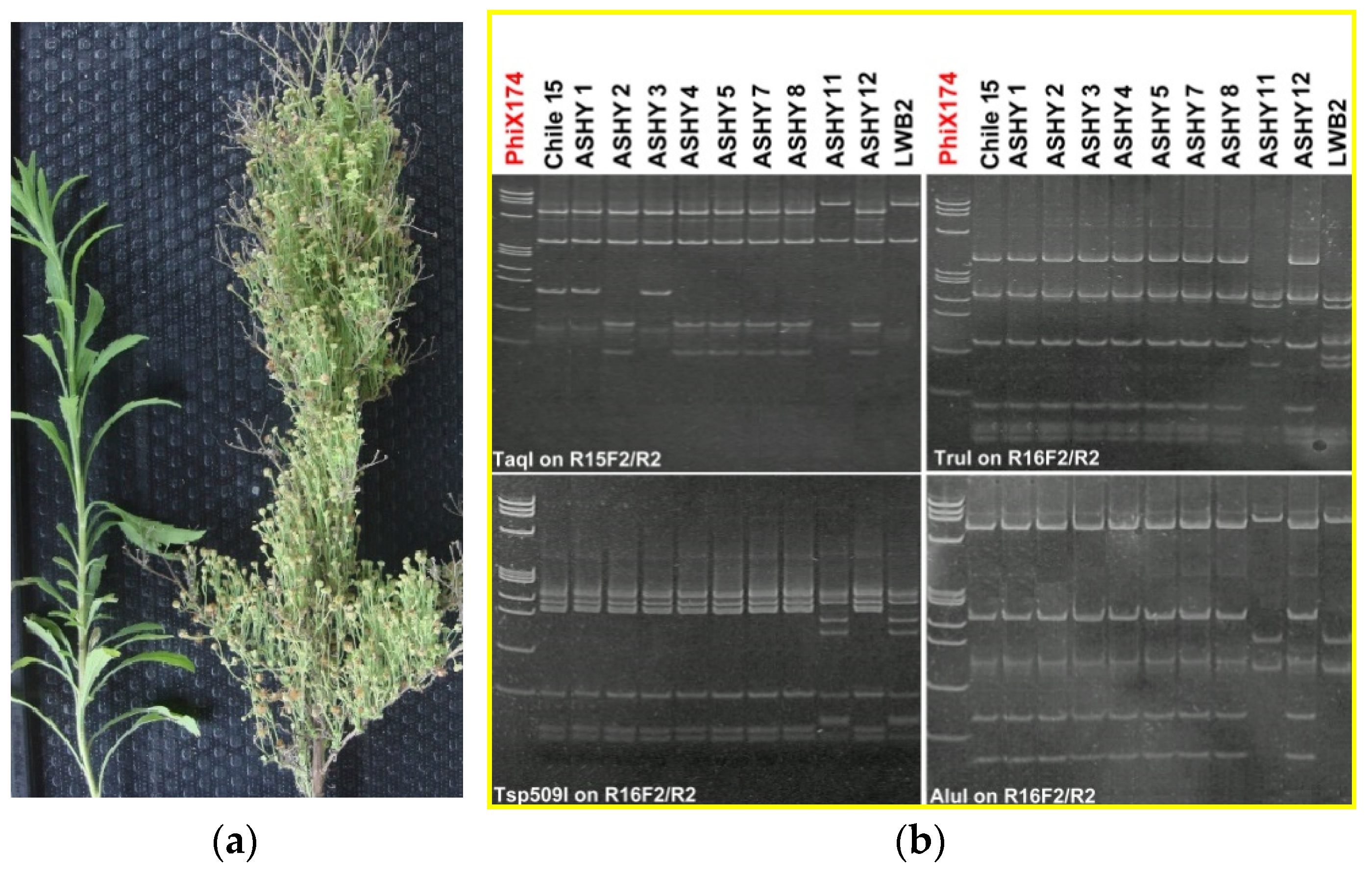 Microorganisms 12 01311 g005