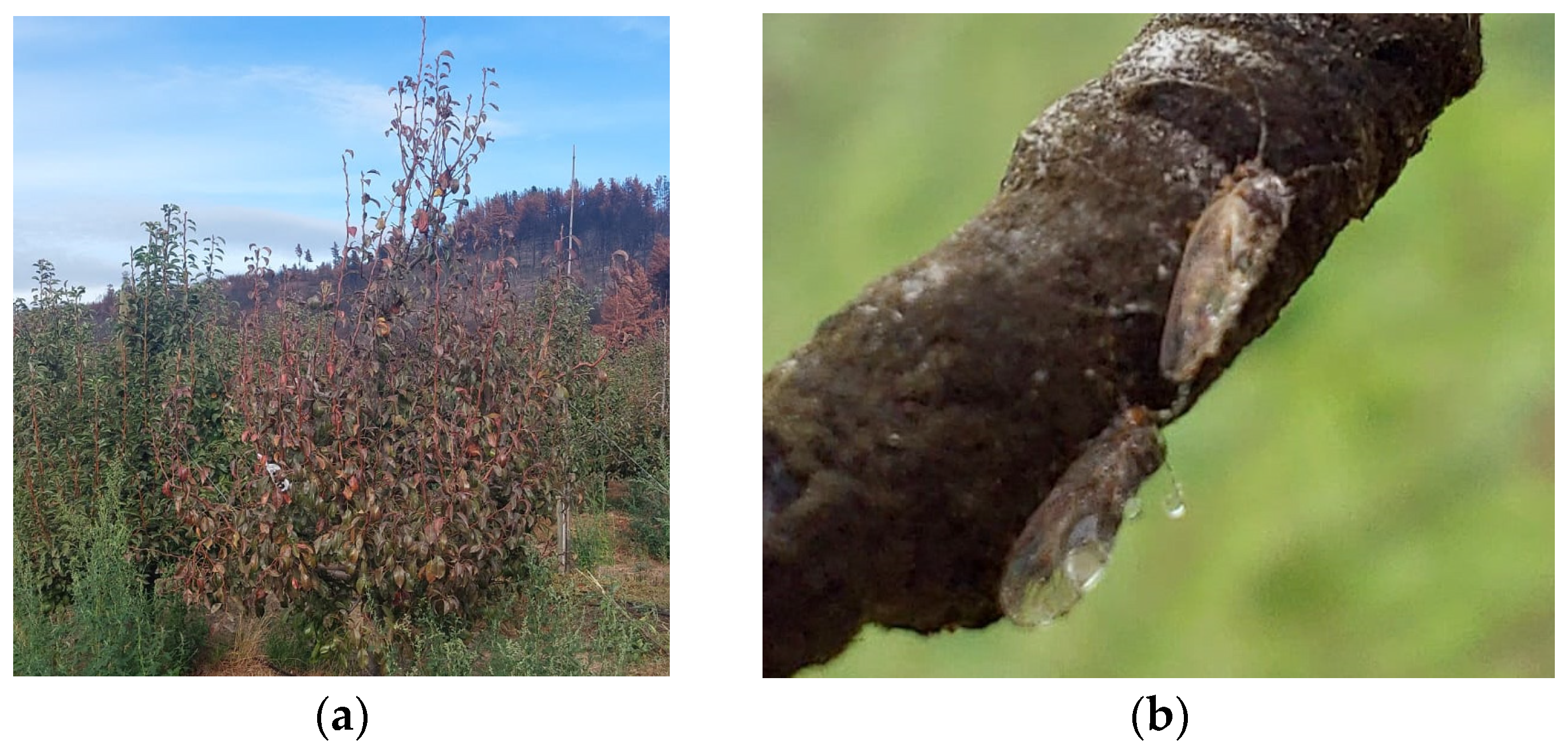 Microorganisms 12 01311 g006