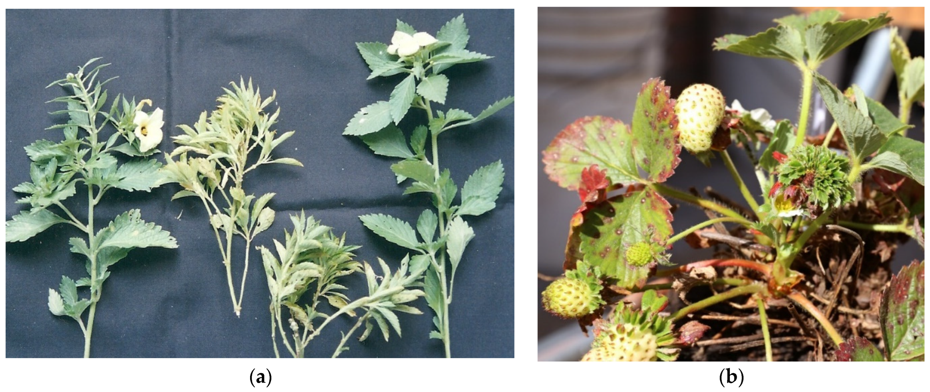 Microorganisms 12 01311 g007