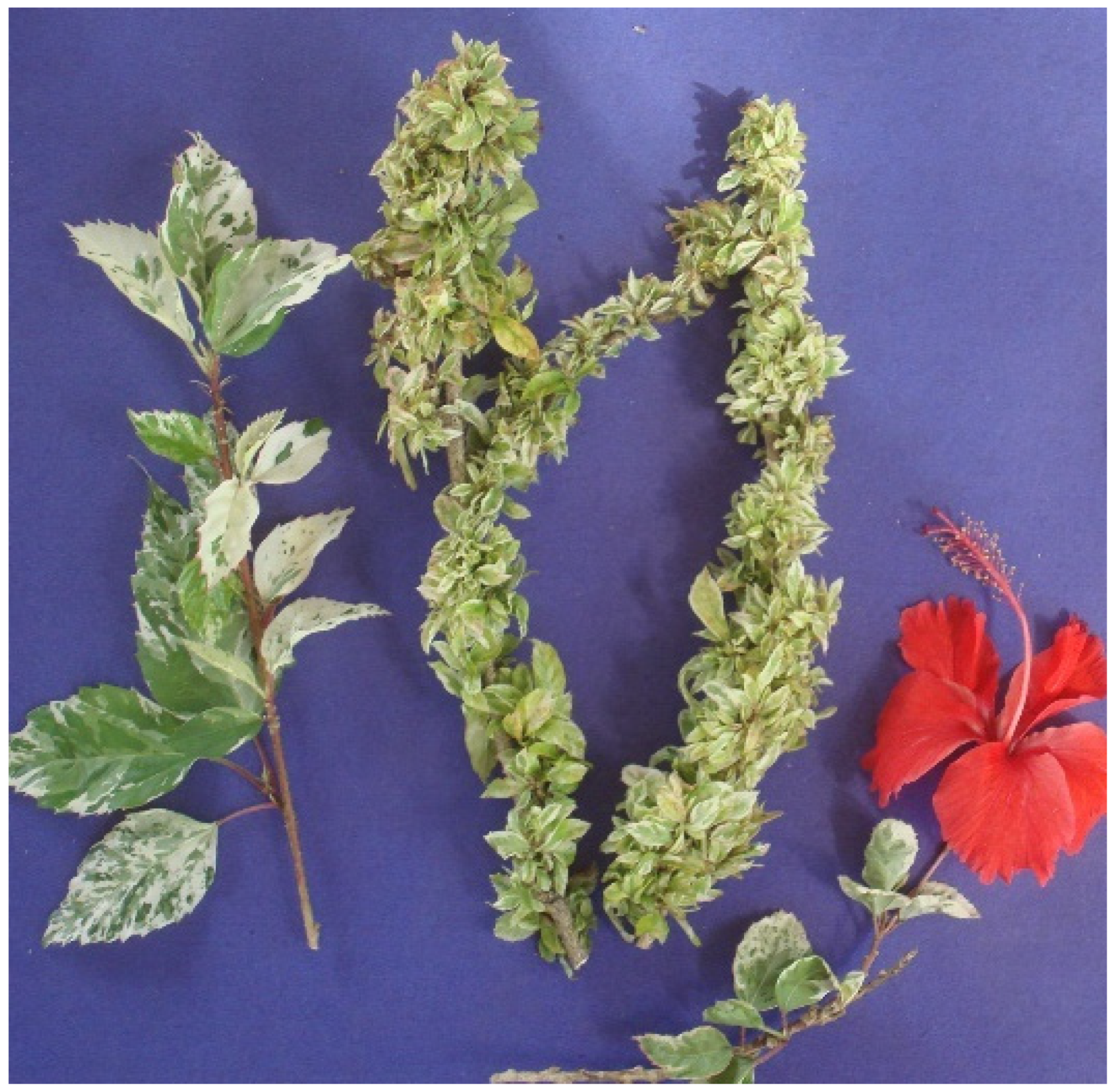 Microorganisms 12 01311 g008