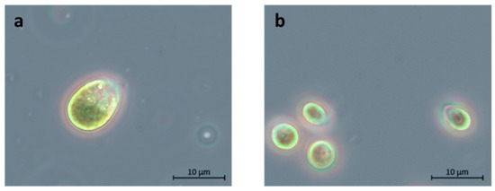 N.K  Evaluation of Chemical and Physical Triggers for Enhanced