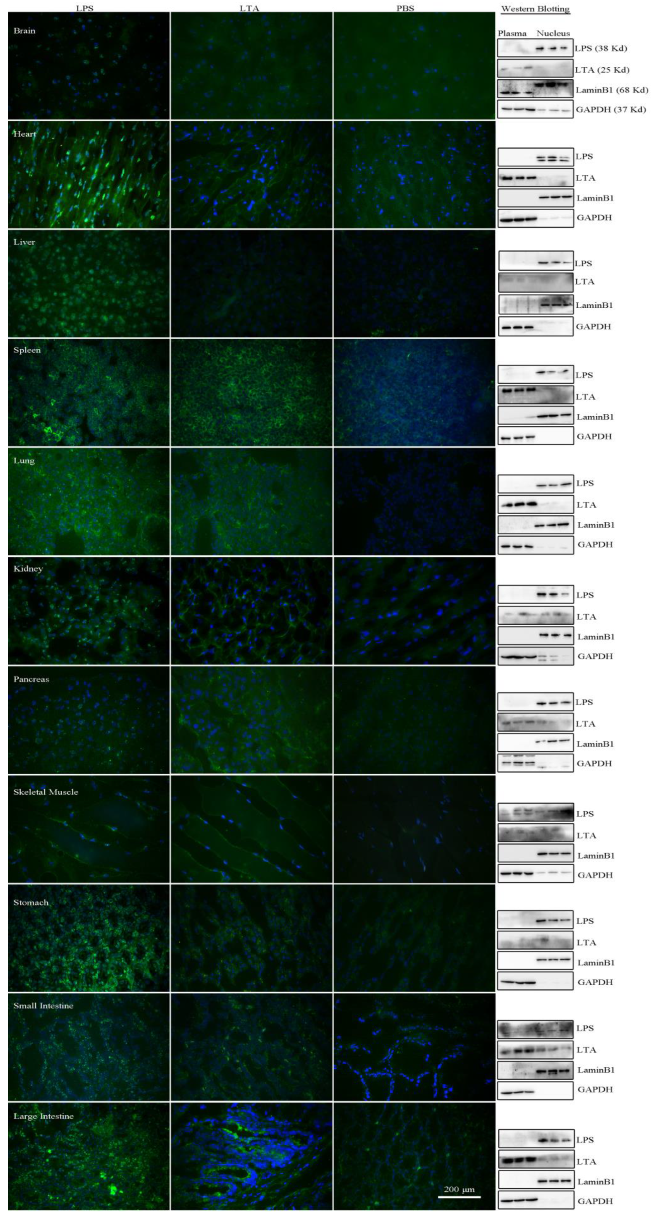 Microorganisms 12 01333 g003