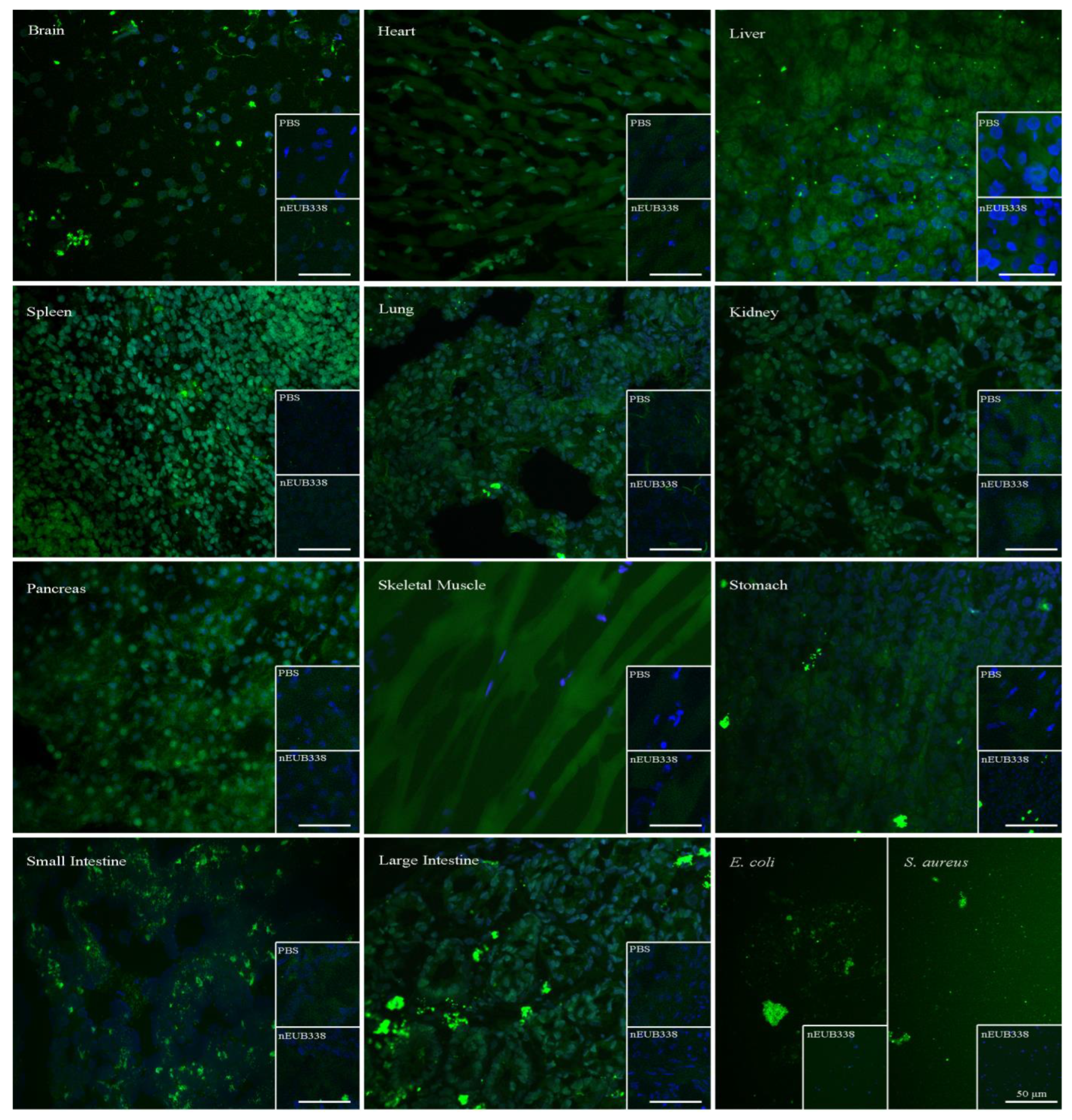 Microorganisms 12 01333 g004