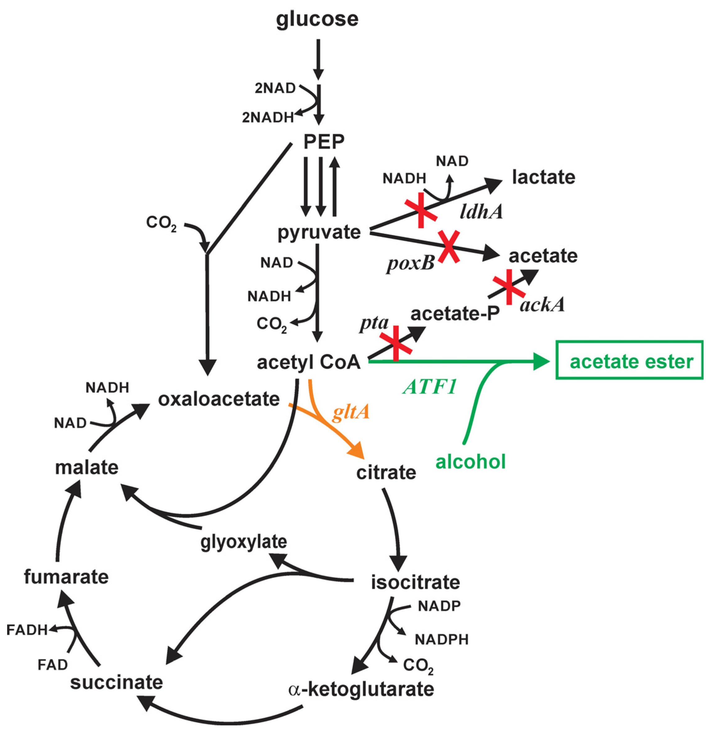 Microorganisms 12 01338 g001