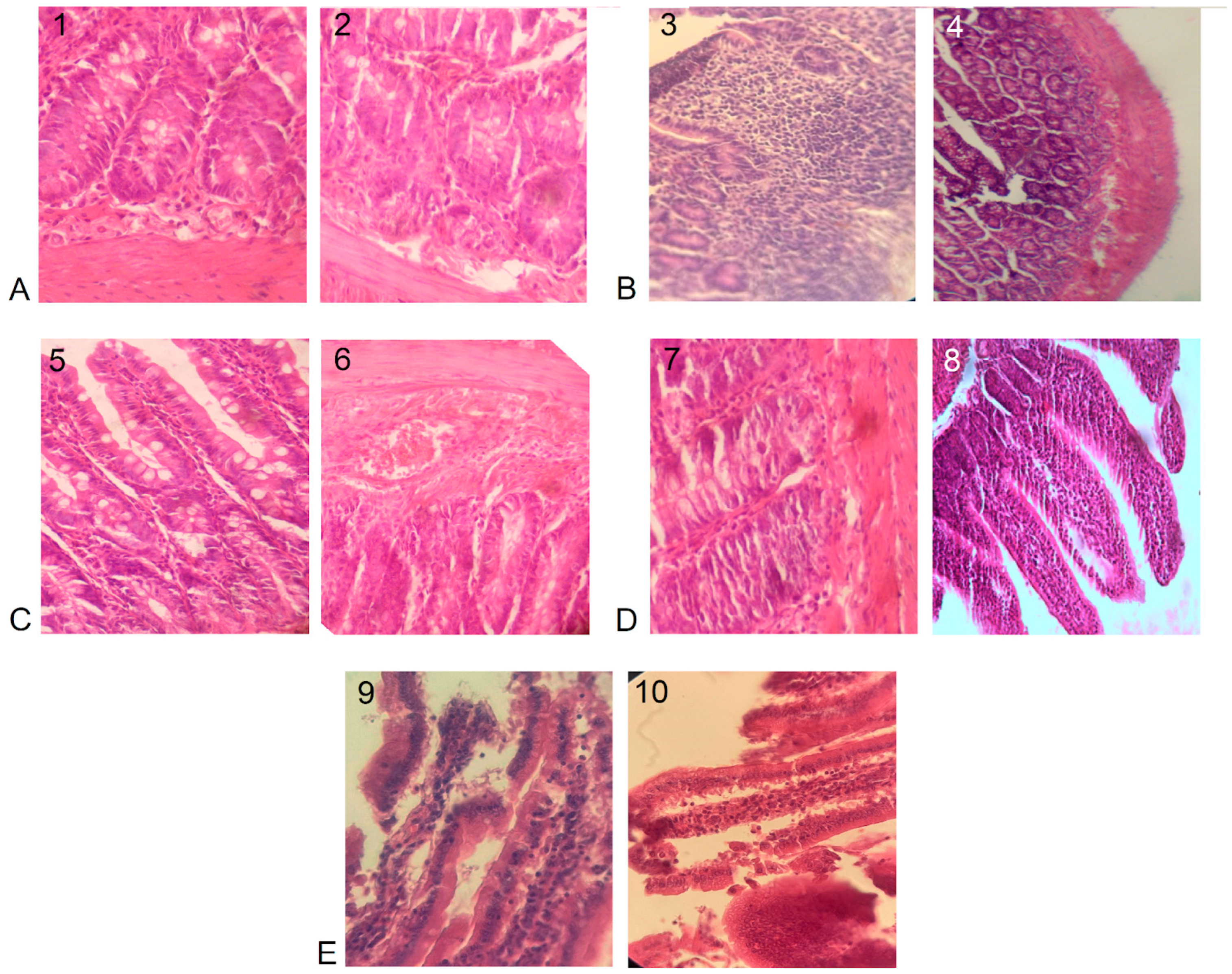 Microorganisms 12 01341 g001