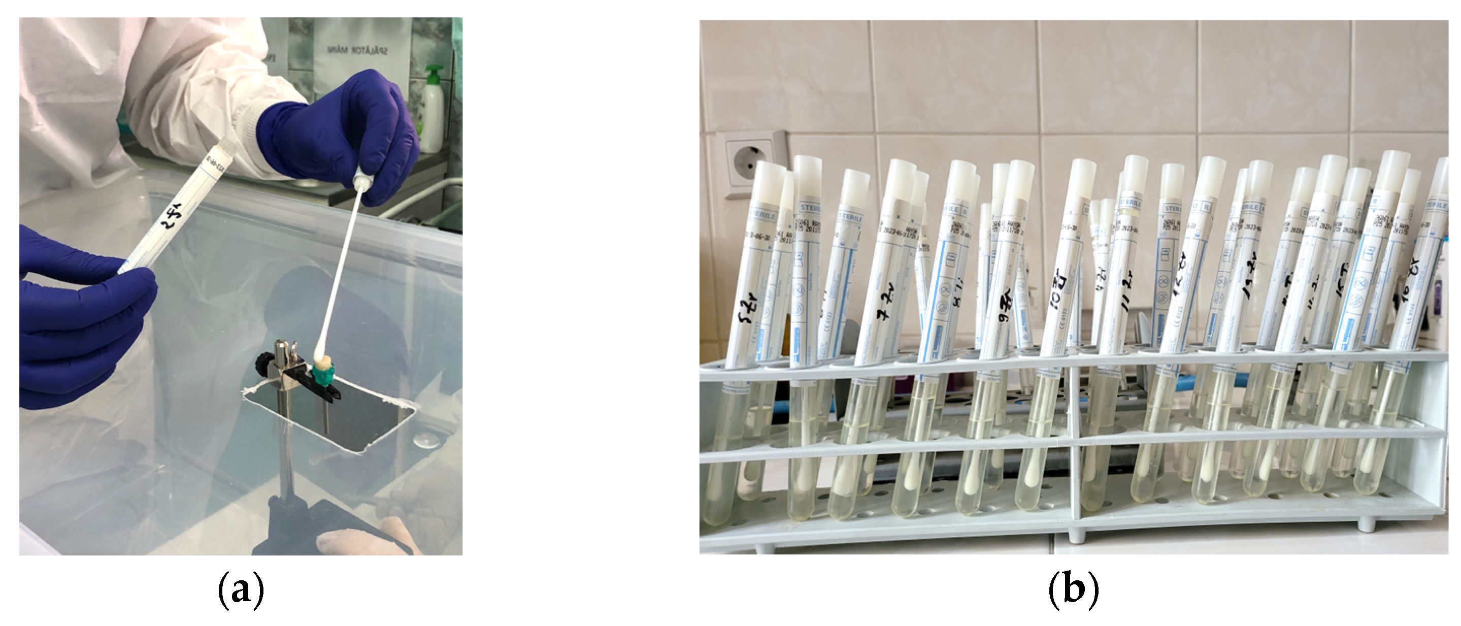 Microorganisms 12 01345 g006