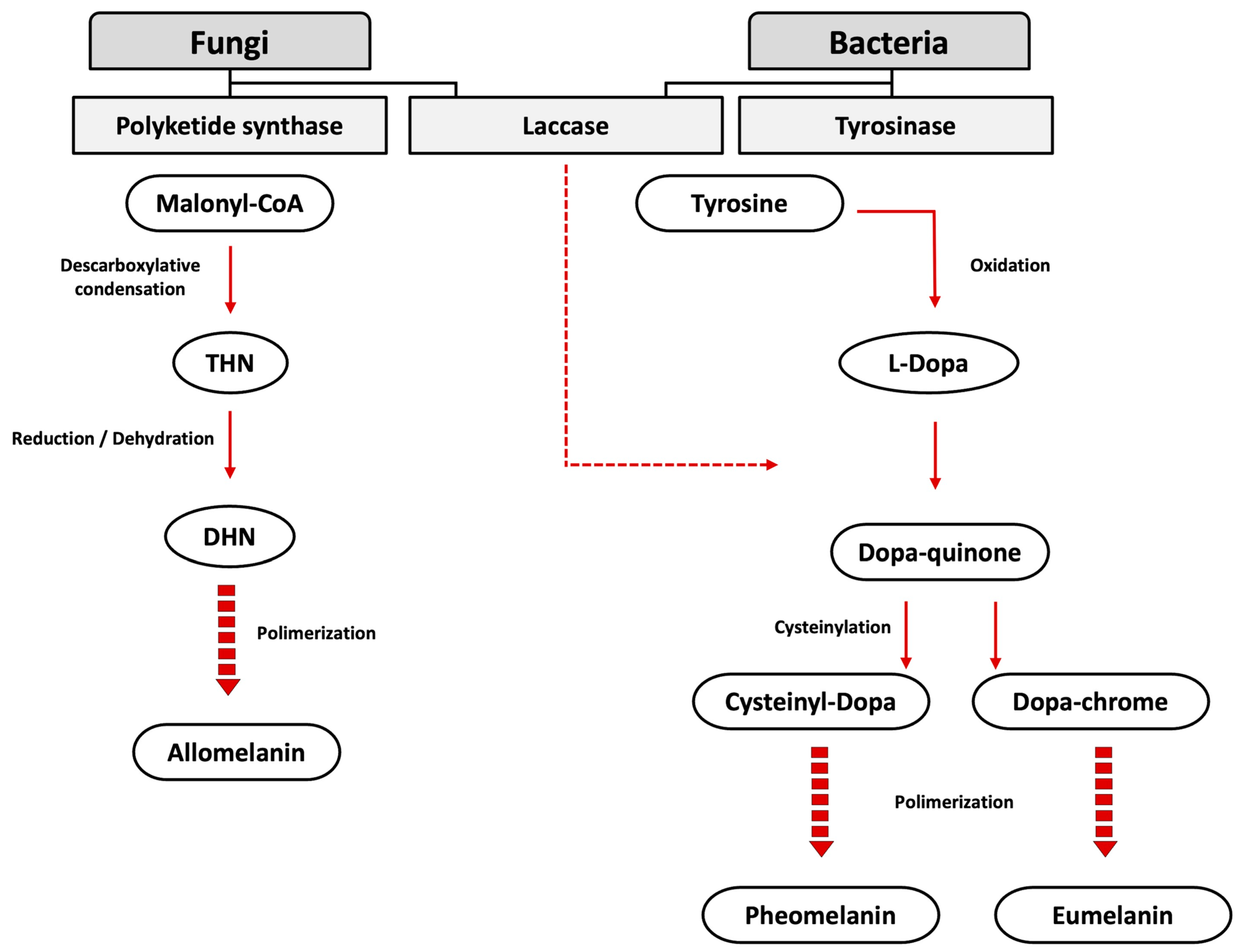 Microorganisms 12 01352 g001