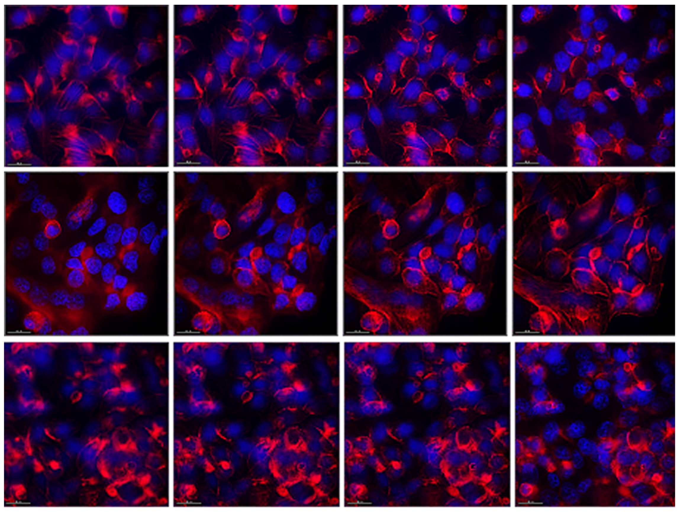 Microorganisms 12 01365 g004
