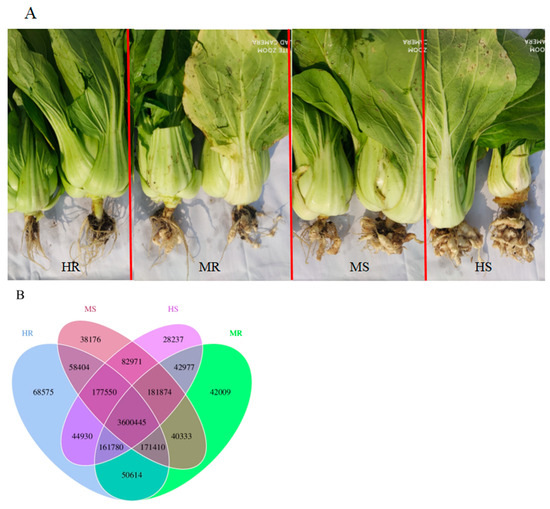 Comparative Metagenomic Analysis Reveals Rhizosphere Microbiome