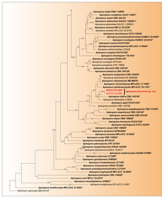 Phylogeny, Taxonomy and Morphological Characteristics of