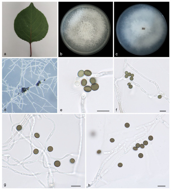 Phylogeny, Taxonomy and Morphological Characteristics of