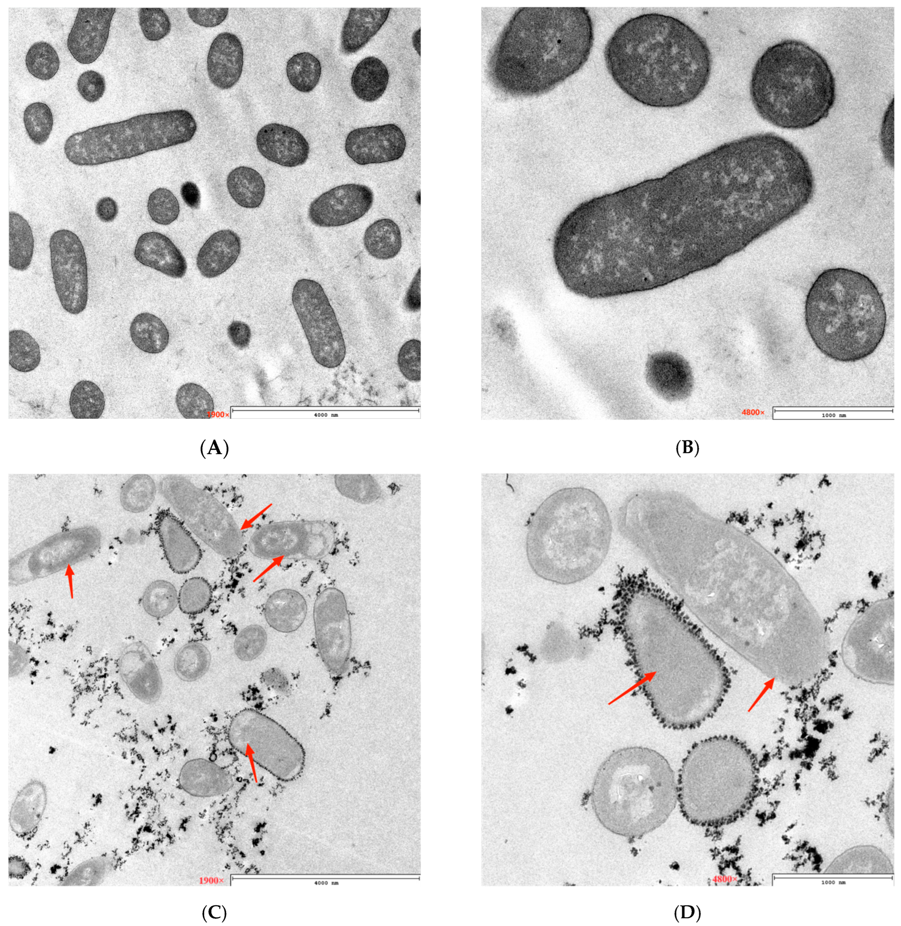 Microorganisms 12 01380 g003