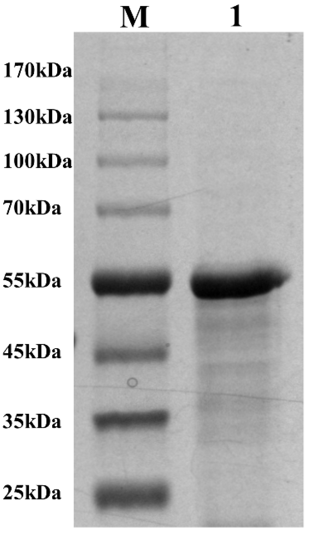 Microorganisms 12 01381 g003