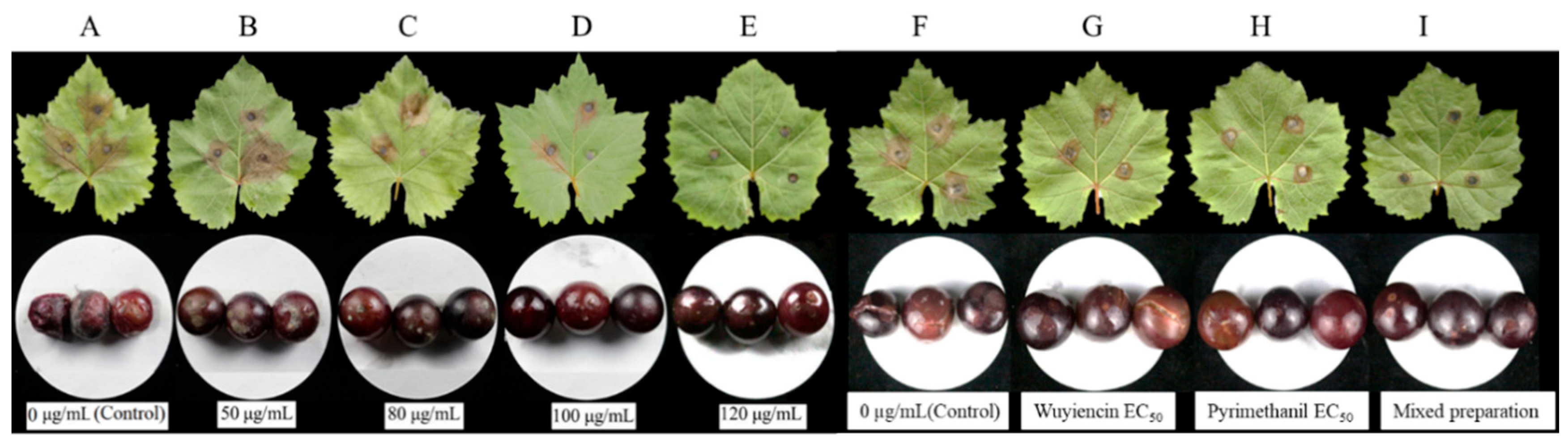 Microorganisms 12 01383 g002